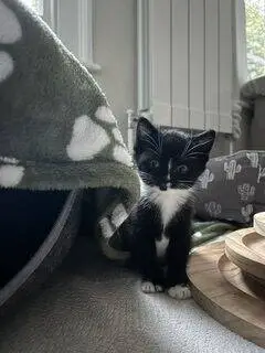 A small black-and-white kitten sitting on a carpet near a blanket and wooden discs.