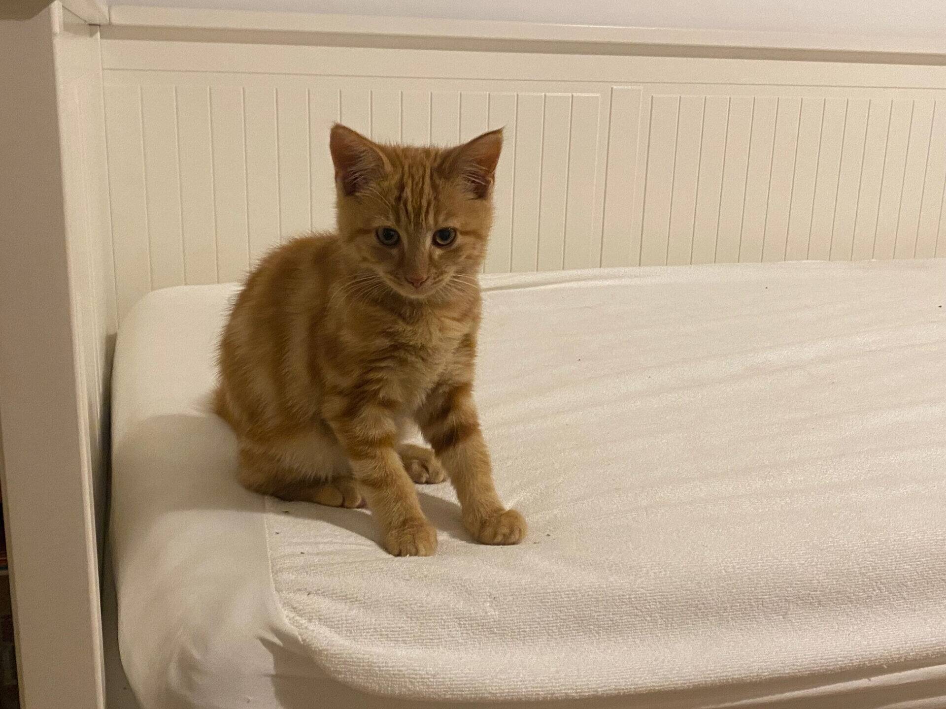 An orange tabby kitten sitting on a white bed.