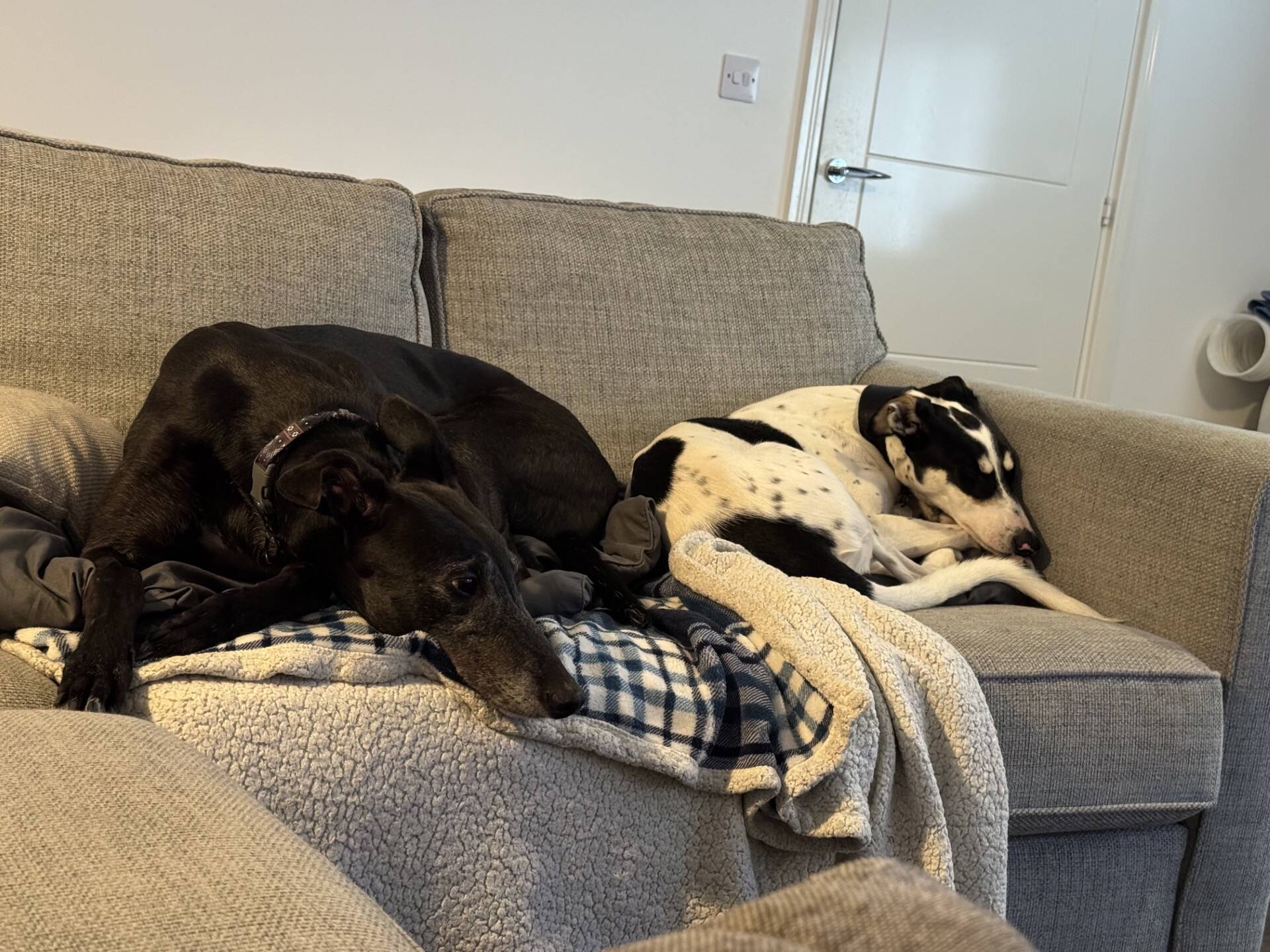 A black greyhound and a black-and-white spotted lurcher named Gomez resting together on a grey sofa.