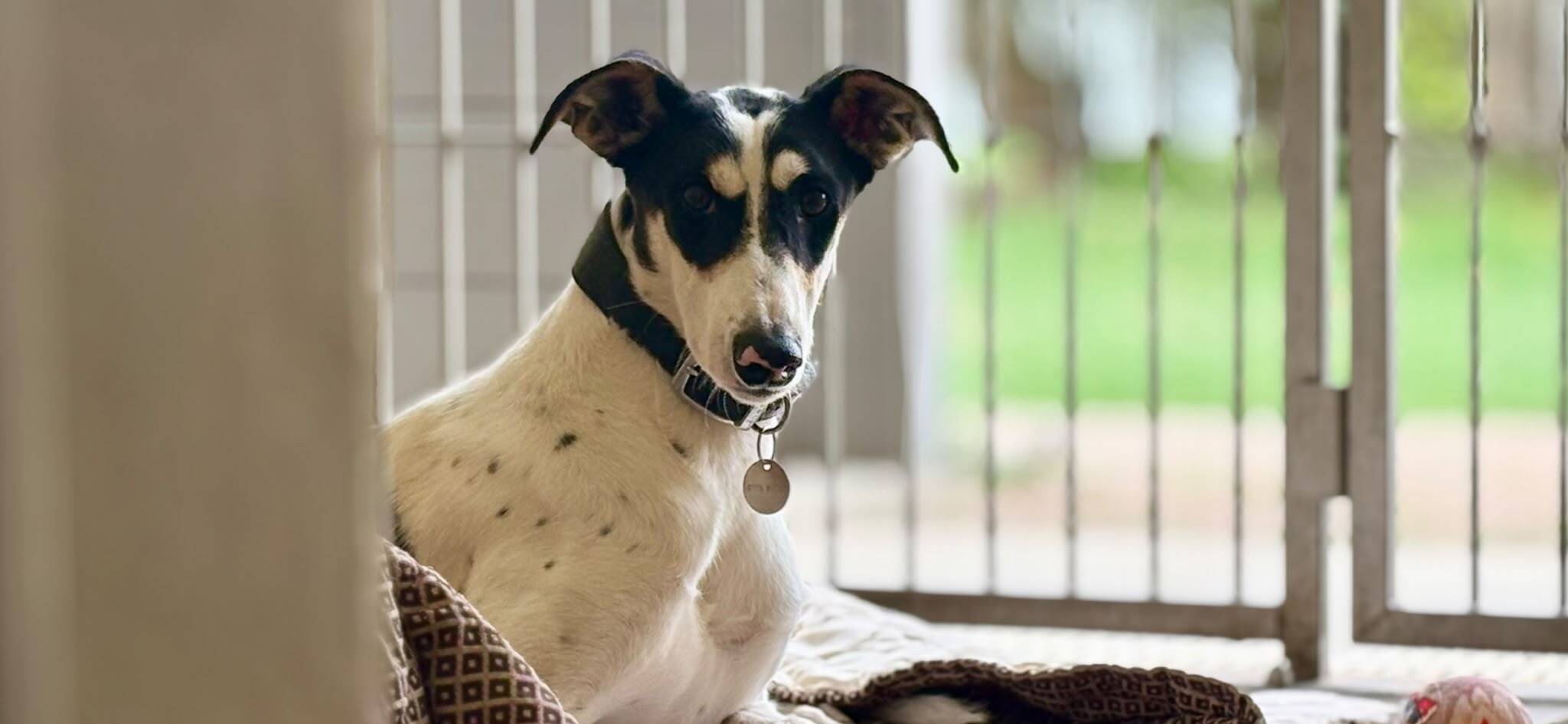 A black and white sighthound wearing a collar with a name tag, sitting on a dog bed.