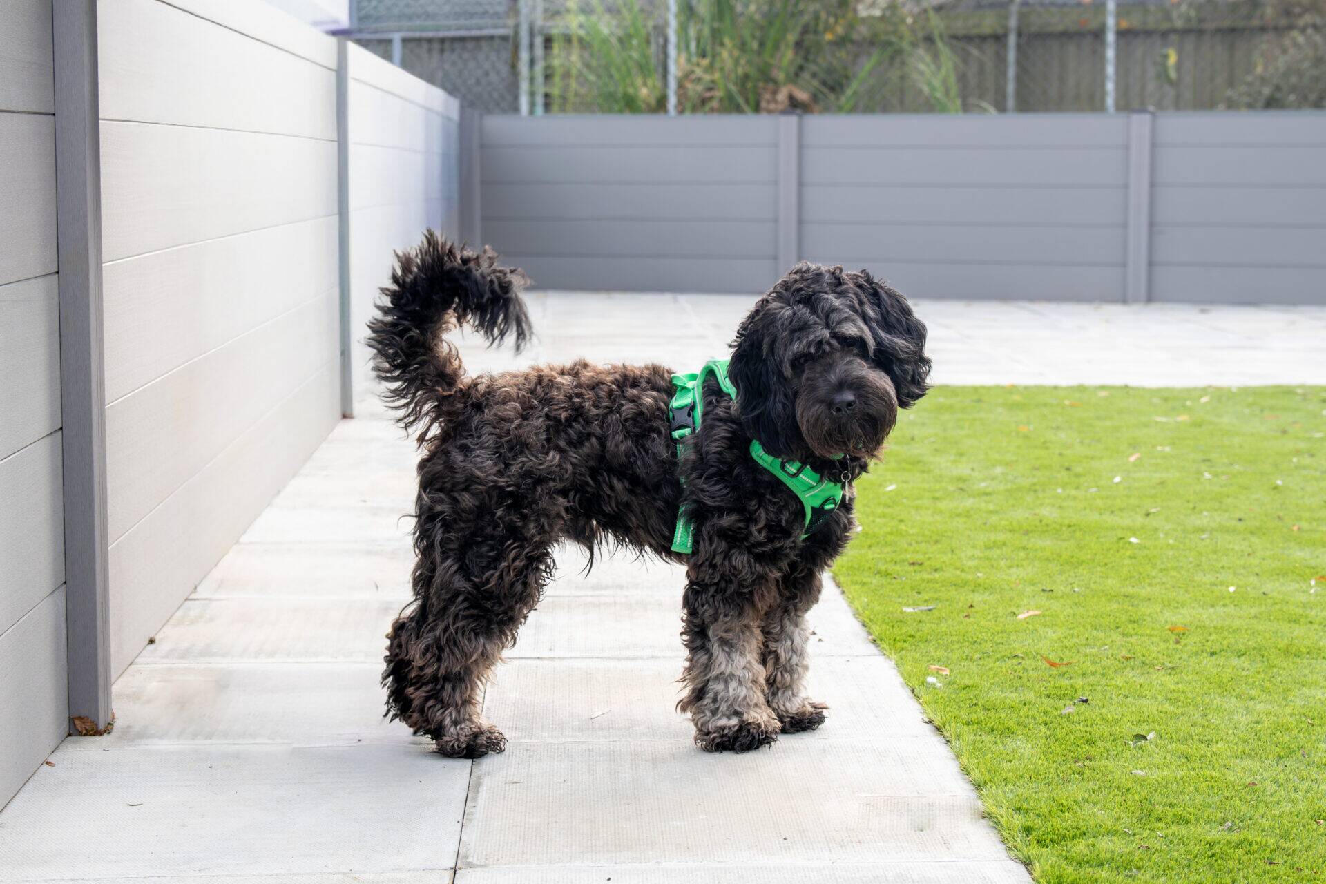 A curly-haired, black and brown dog wearing a bright green harness stands on a patio next to a patch of grass.