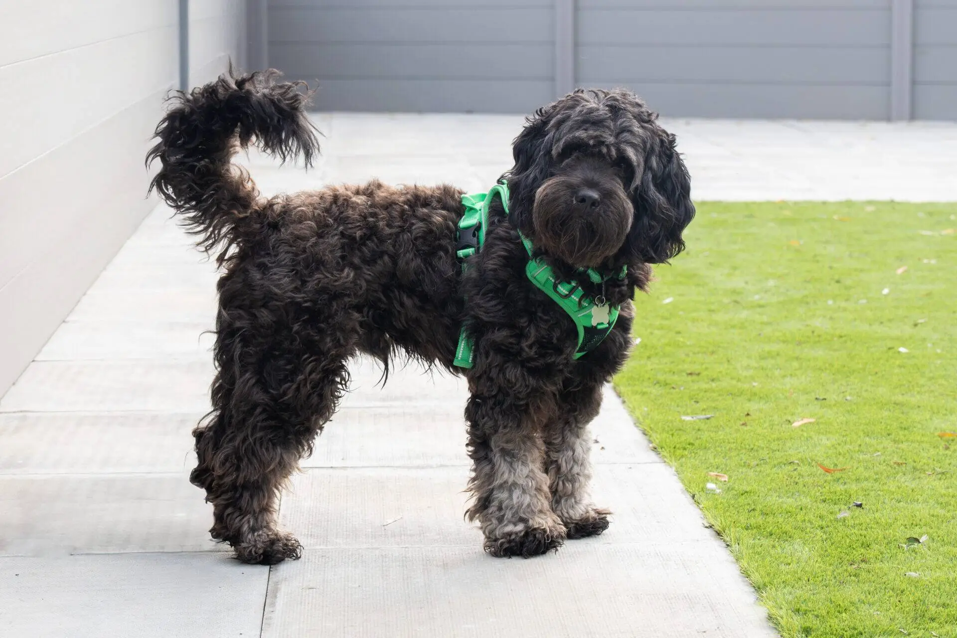 A curly-haired, dark brown cockapoo with light-coloured paws stands on a patio wearing a green harness.