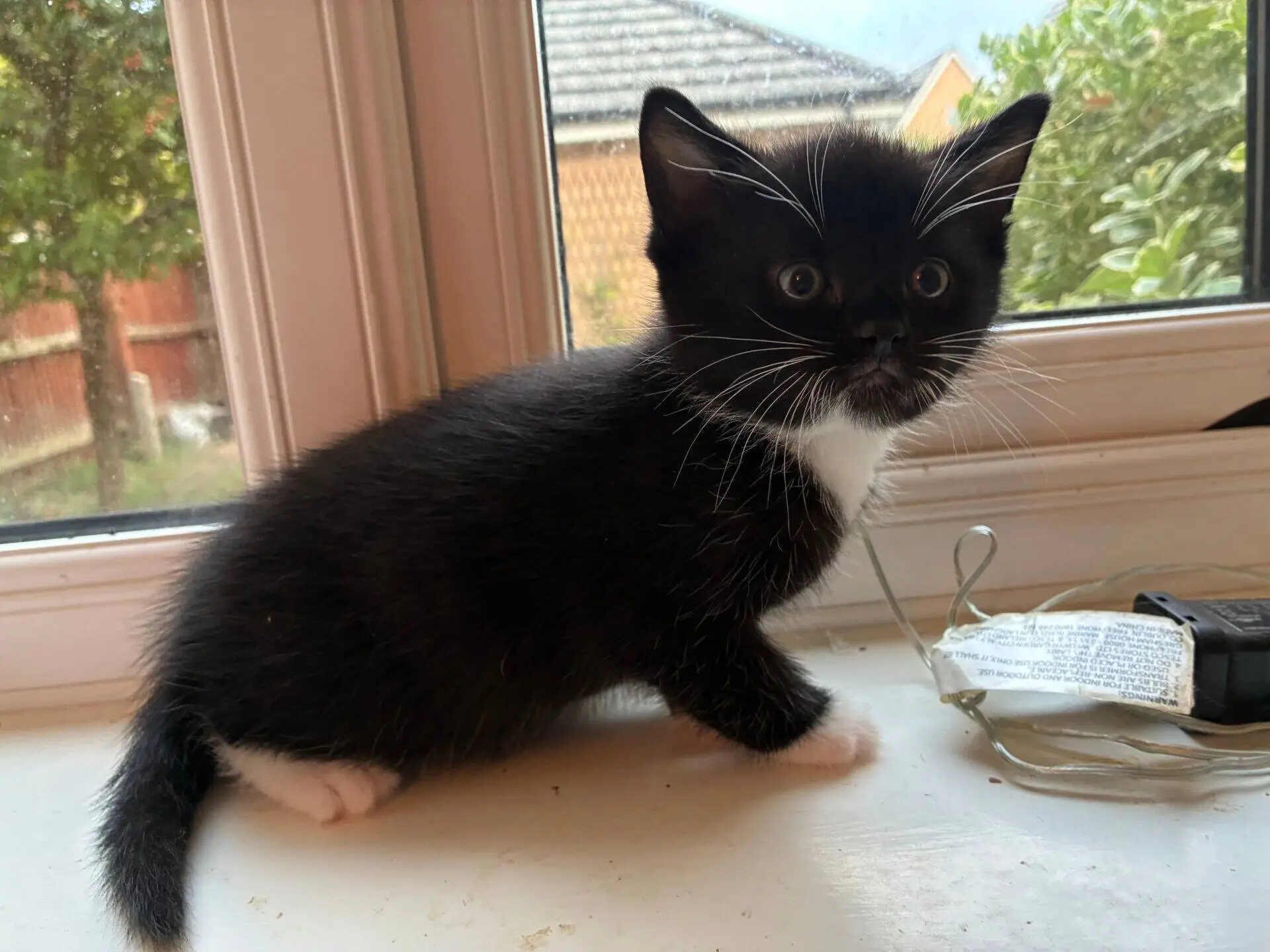 A small black and white kitten sitting on a window sill.
