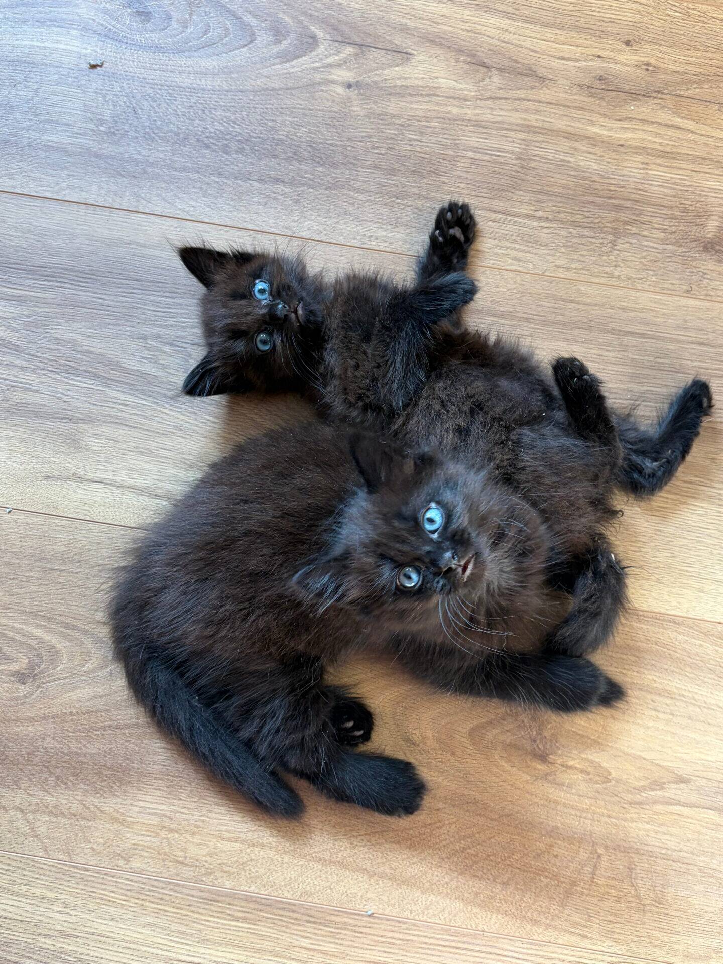 Two fluffy black kittens with bright blue eyes lying on a wooden floor.