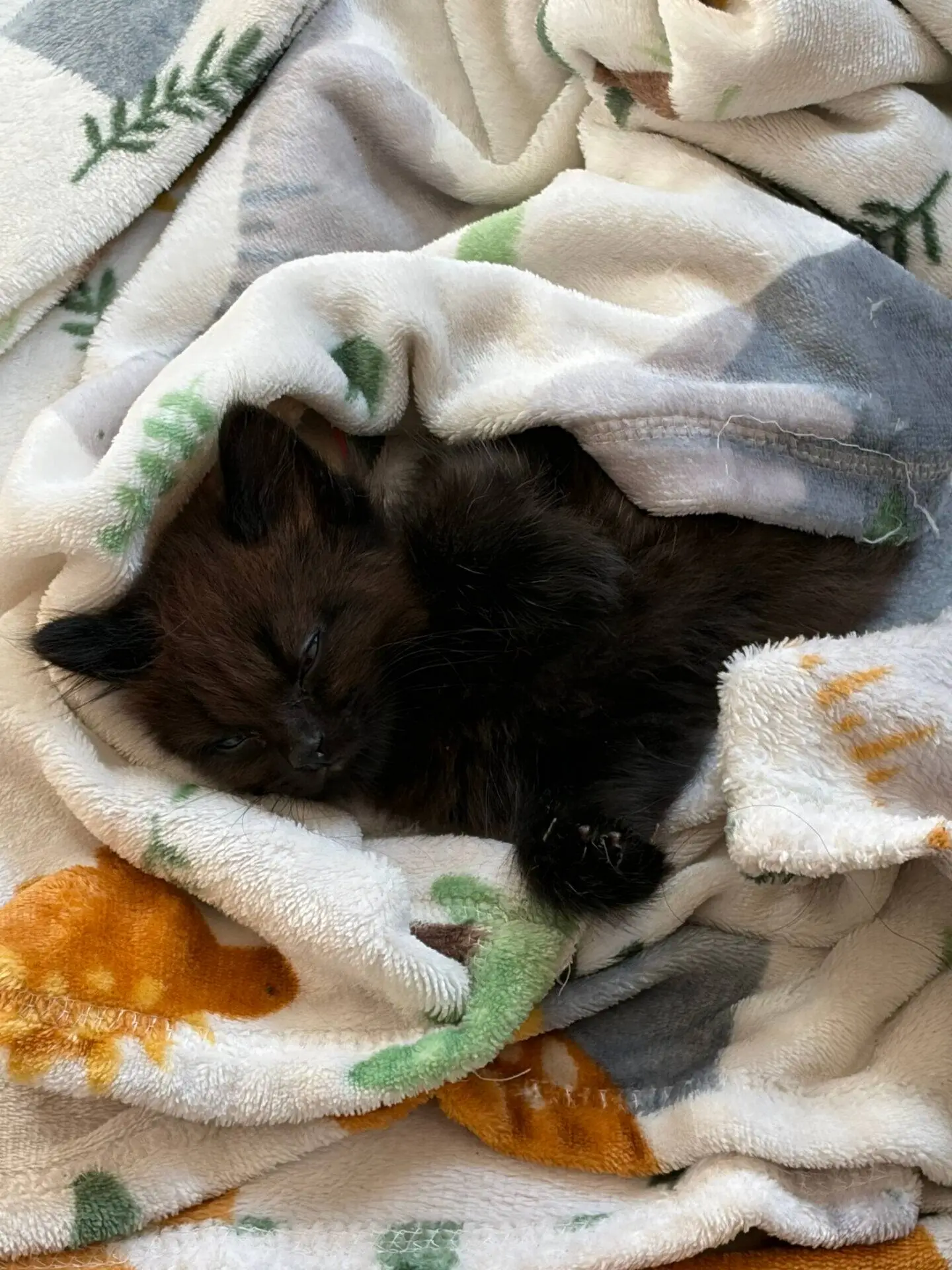 A tiny black kitten sleeping curled up inside a patterned fleece blanket.