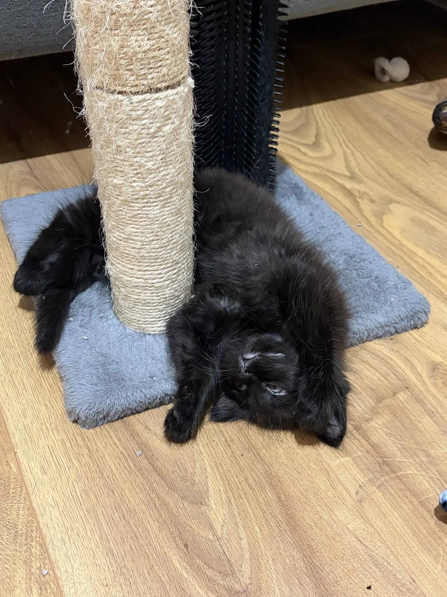 A black kitten lying on its back on a carpeted base next to a sisal cat scratching post.