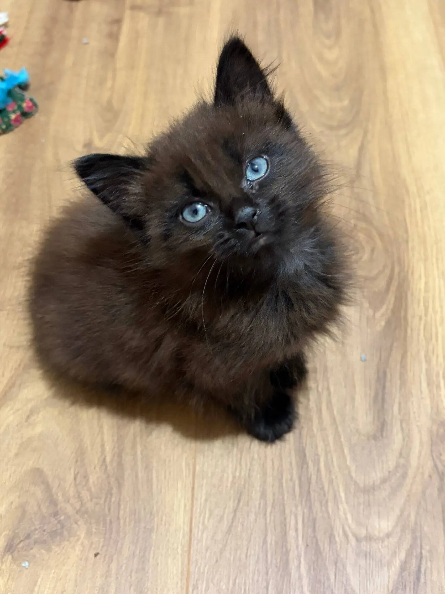 A small, fluffy black kitten with bright blue eyes sits on a wooden floor, looking up.
