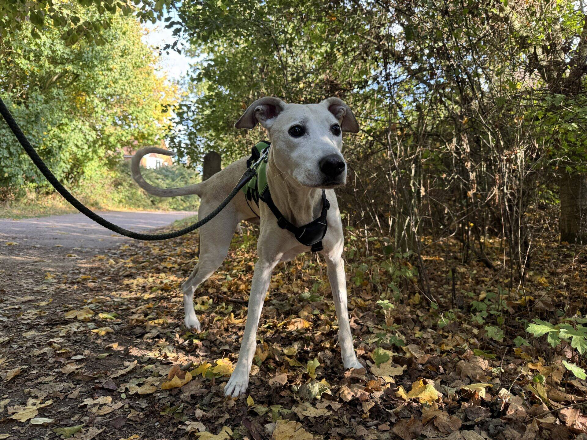 A light-coloured dog in a green harness stands on a leaf-covered path, held by a lead.