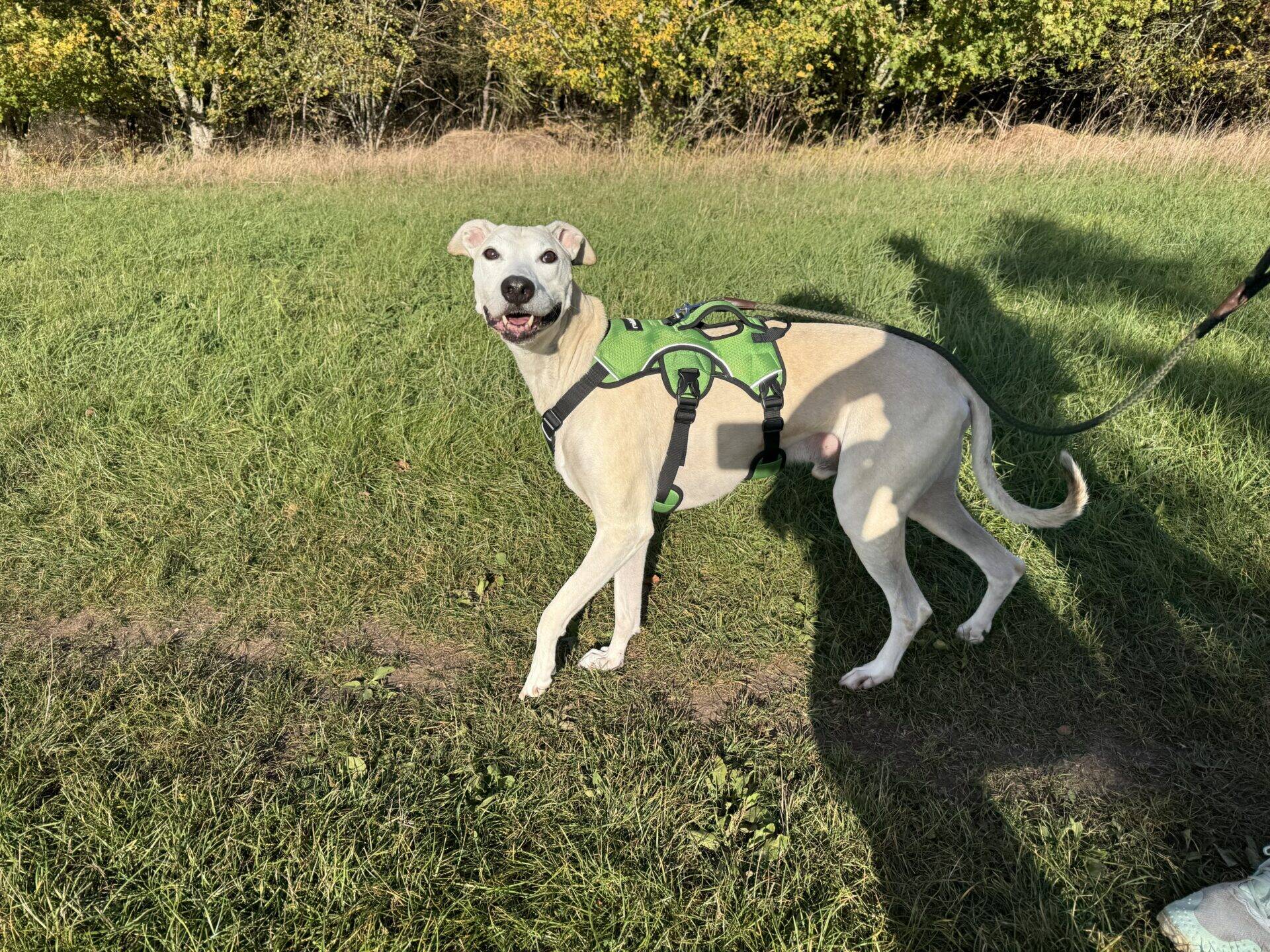 A light-coloured dog with a green harness stands in a grassy field on a lead.