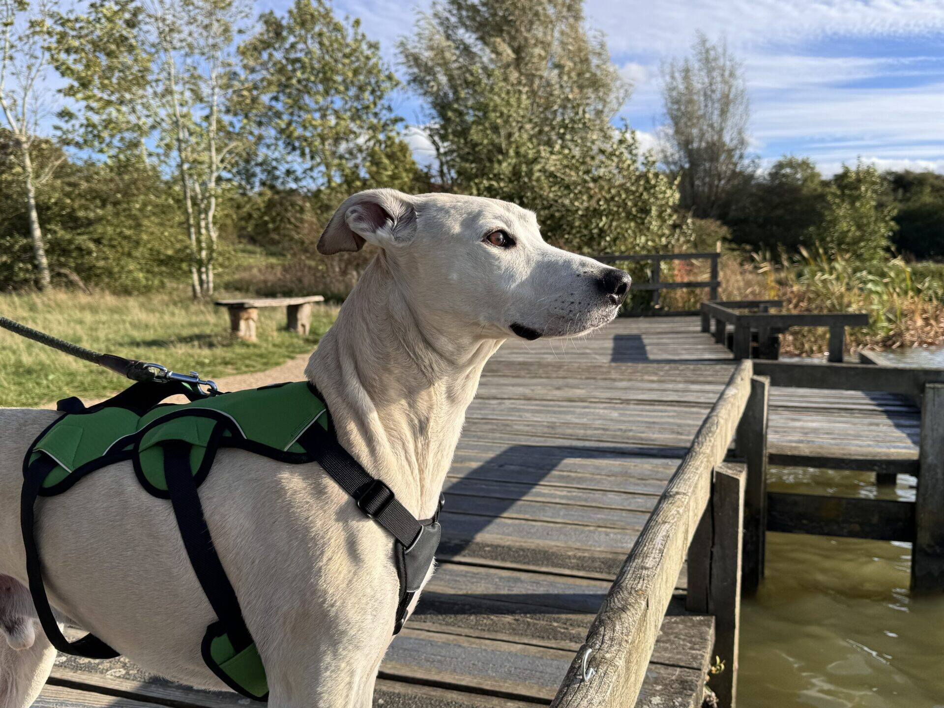 A white dog wearing a green harness on a lead stands on a wooden pier overlooking a lake.
