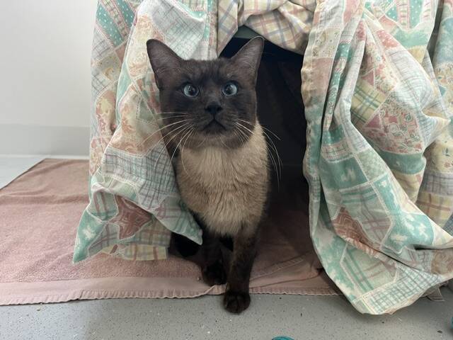 A Siamese-mix cat with blue eyes peering out from under a hanging patterned quilt.