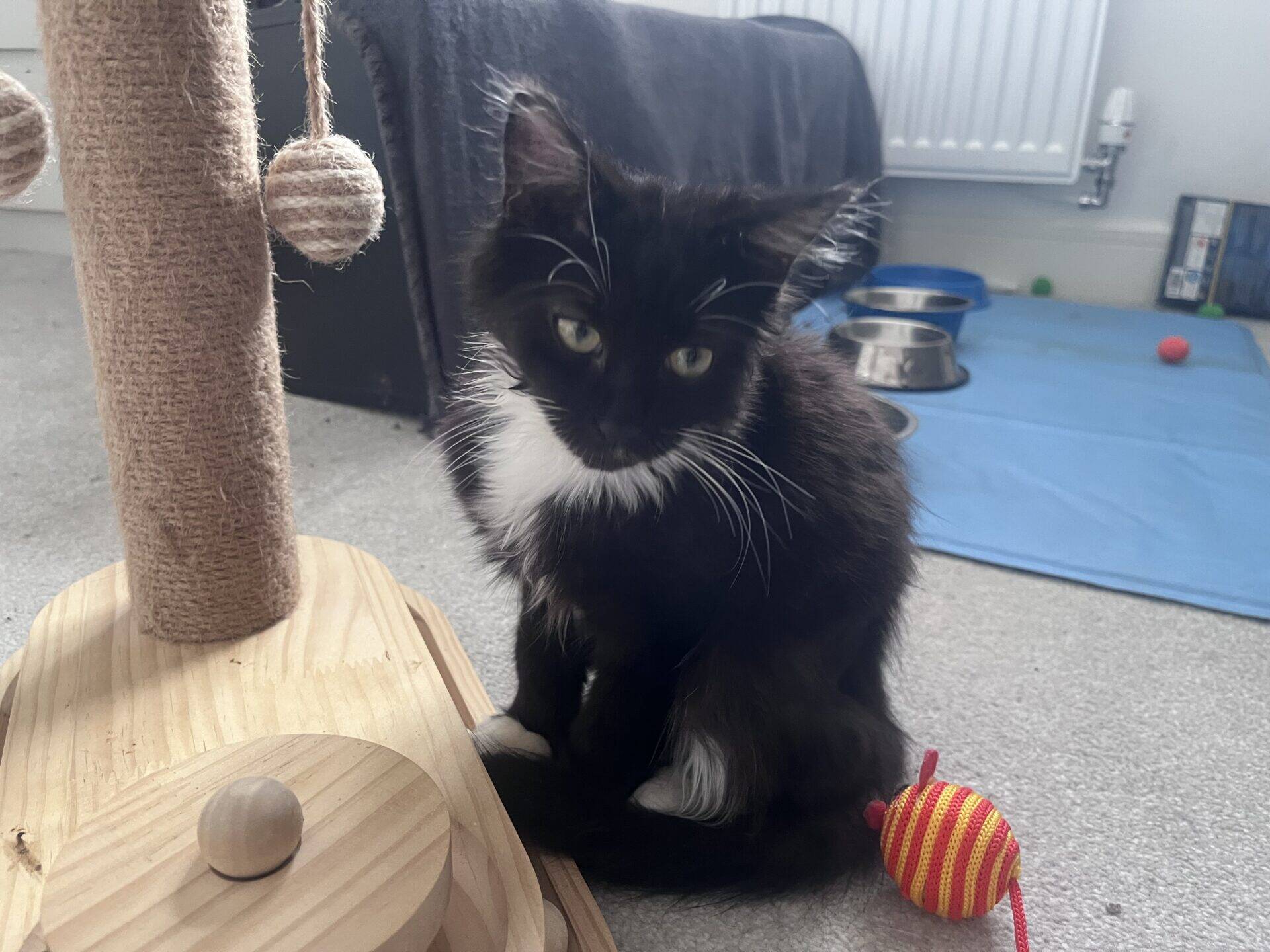 A black and white kitten sitting on the floor next to a wooden cat tree and a small striped toy.