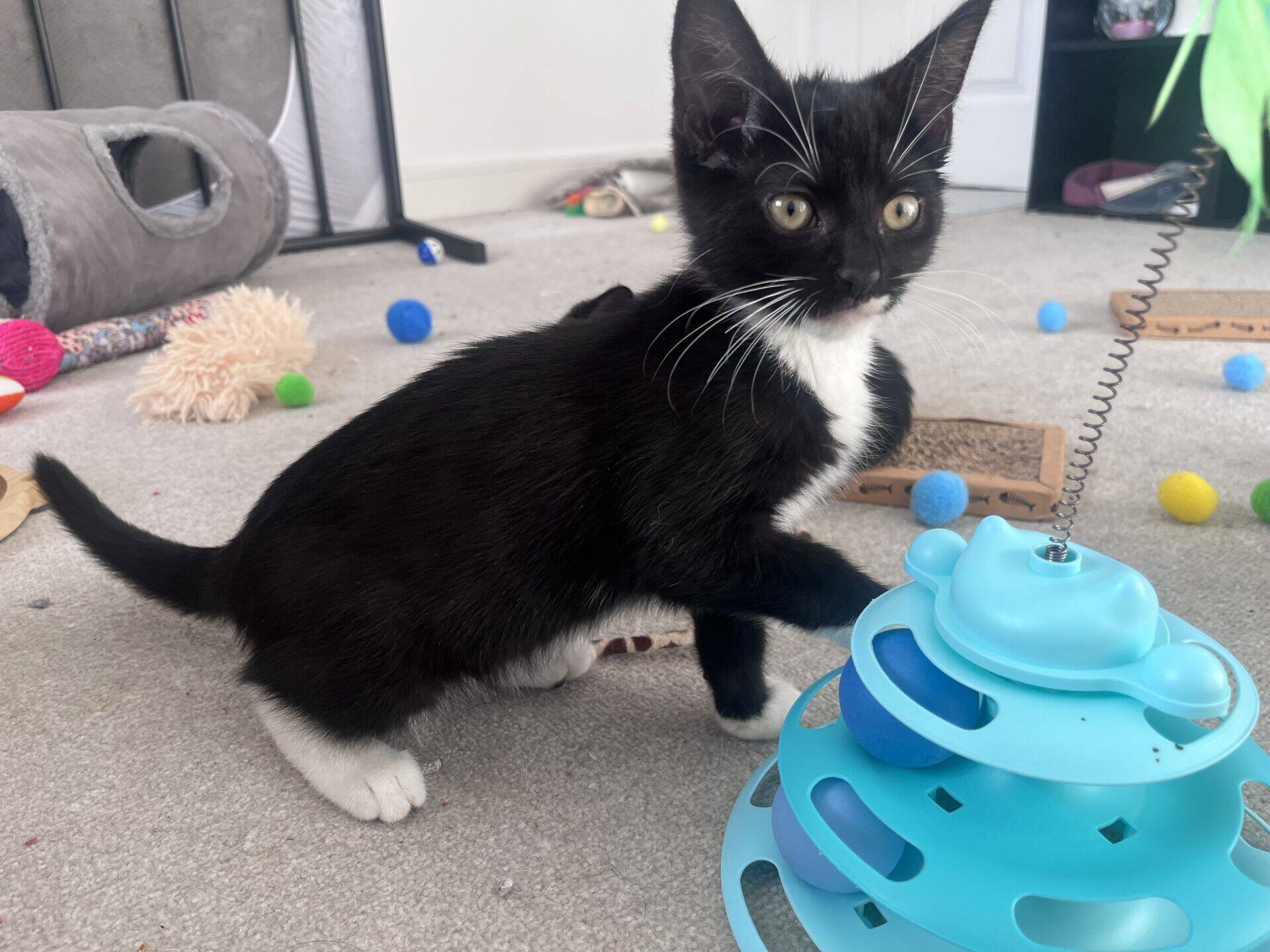 A black and white kitten plays with a blue circular toy with balls inside on a carpeted floor.