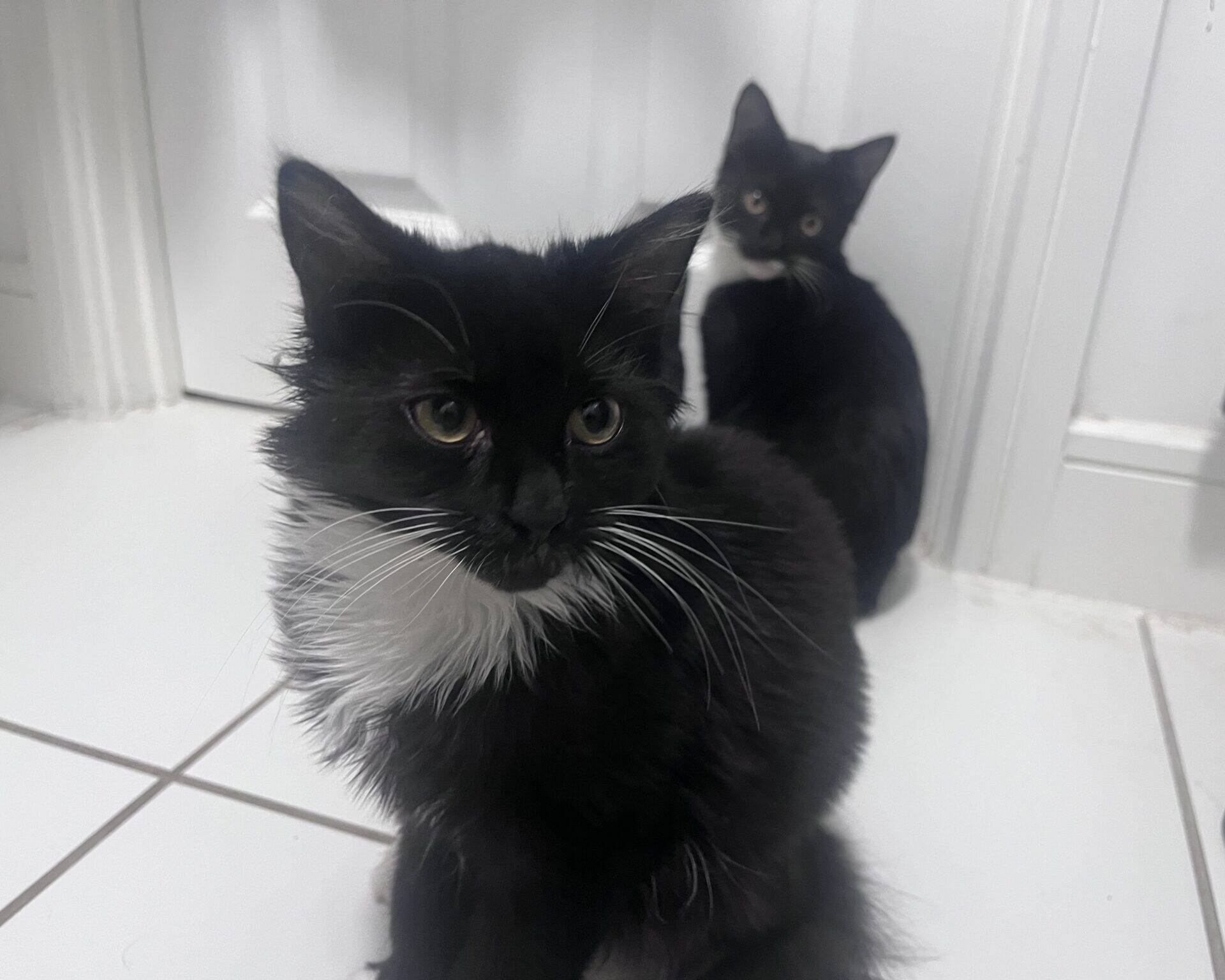 Two black-and-white cats sitting on a white tiled floor.