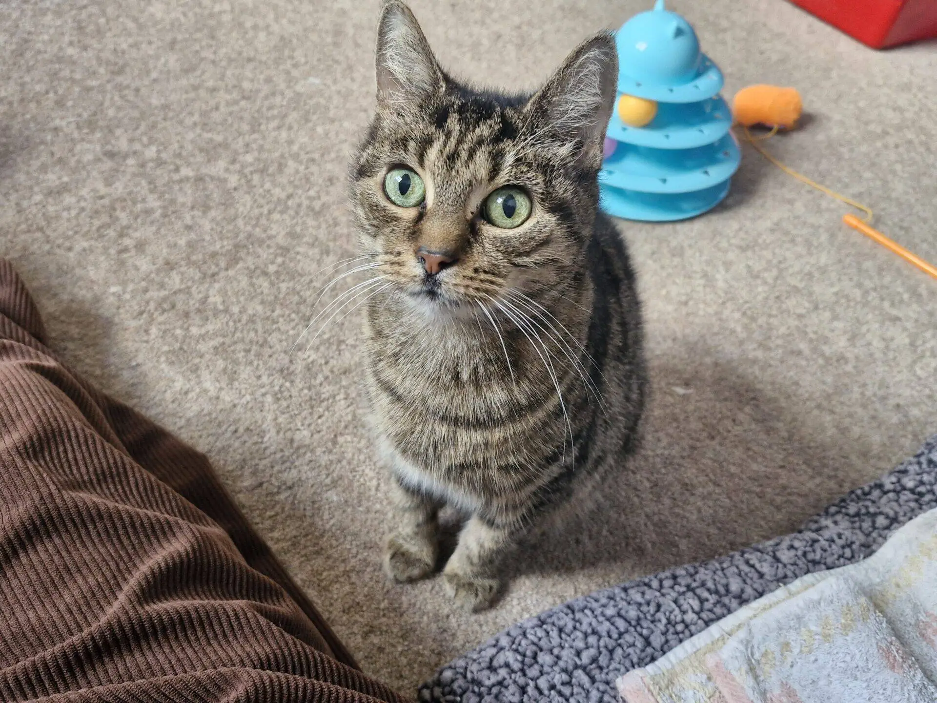 A tabby cat with green eyes looking up at the camera.