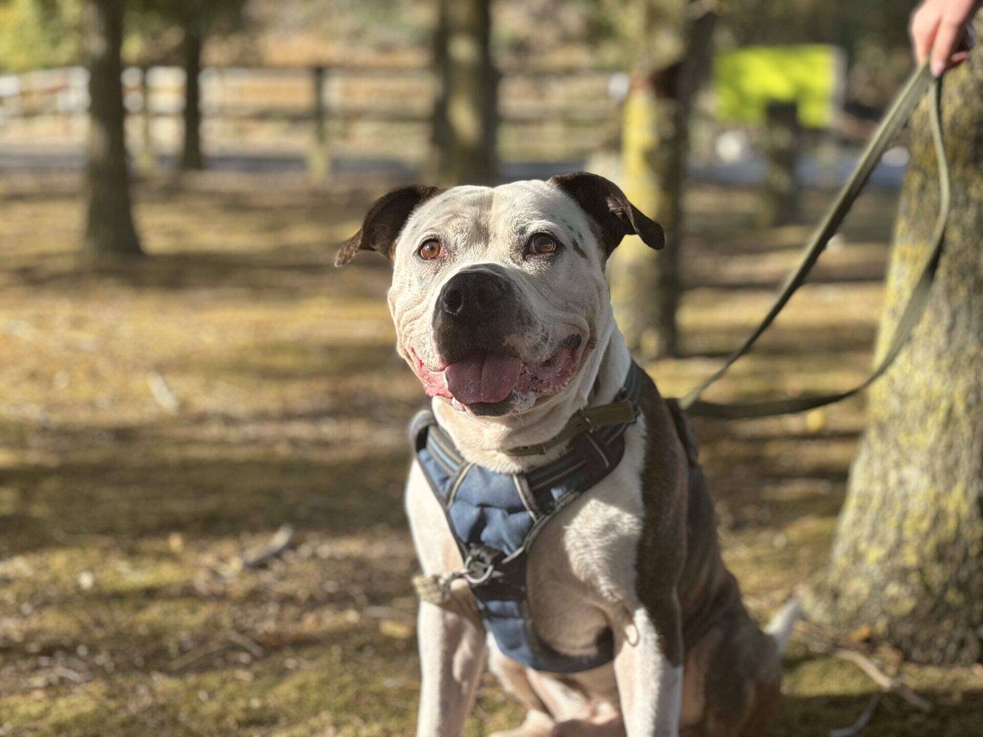 A white and brown staffy cross wearing a blue harness sits in a wooded area, held by a person on a lead.