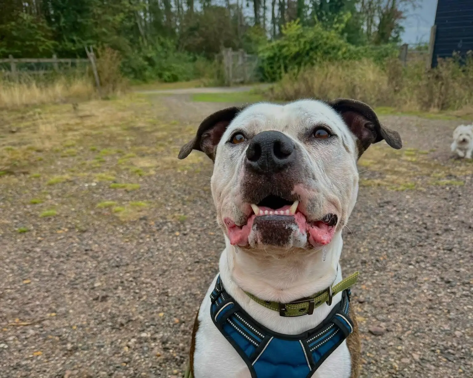 Close-up of a white and brown pit bull cross wearing a blue harness, with a small dog visible in the background.