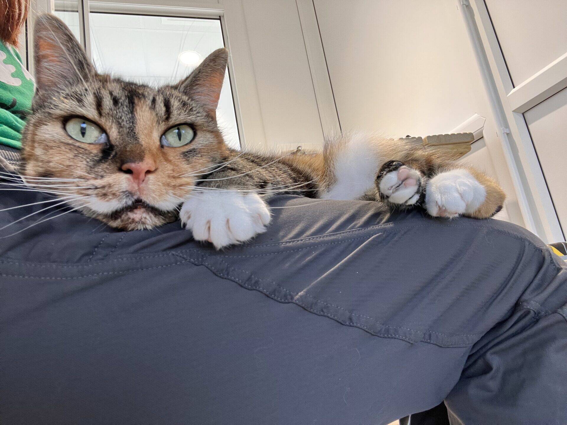 A tabby cat with green eyes lounges comfortably on a person's lap, stretching its front paws forwards. The background shows a bright, indoor space with white walls and windows.
