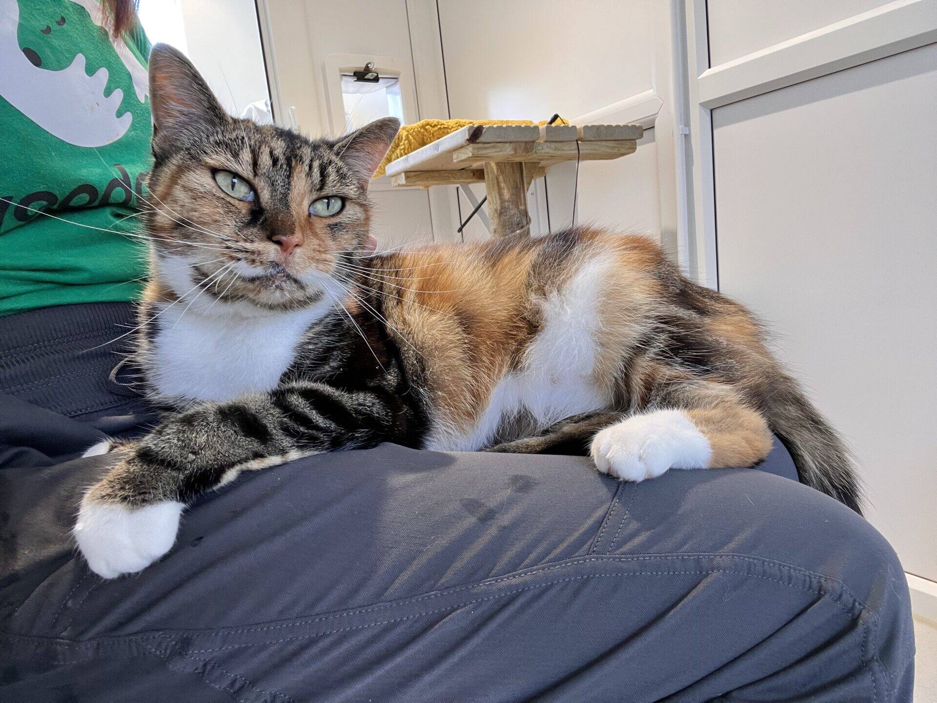 A tortoiseshell-and-white cat with green eyes lounges on a person's lap indoors, looking off to the side. Sunlight shines in, and a table with a yellow cloth is in the background.