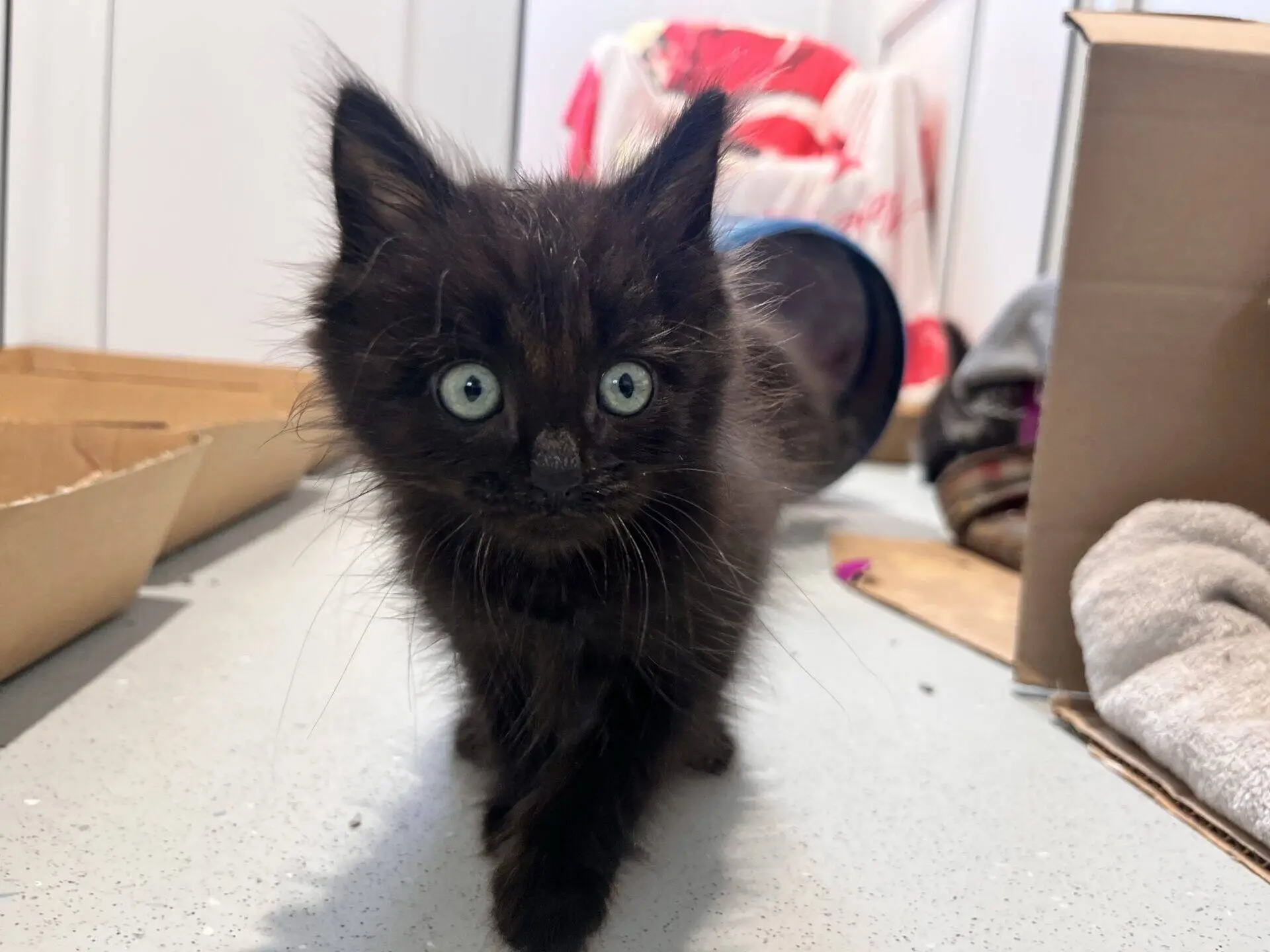 A fluffy black kitten with blue eyes walks towards the camera on a light-coloured floor, surrounded by cardboard boxes and a towel in the background.