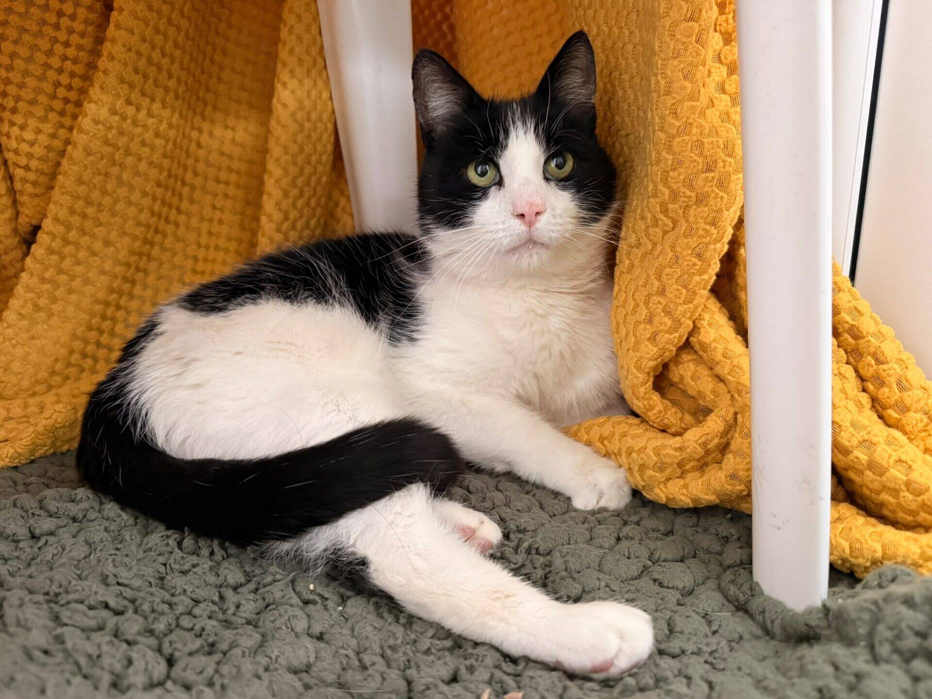 A black and white cat lying on a grey rug next to a yellow duvet.