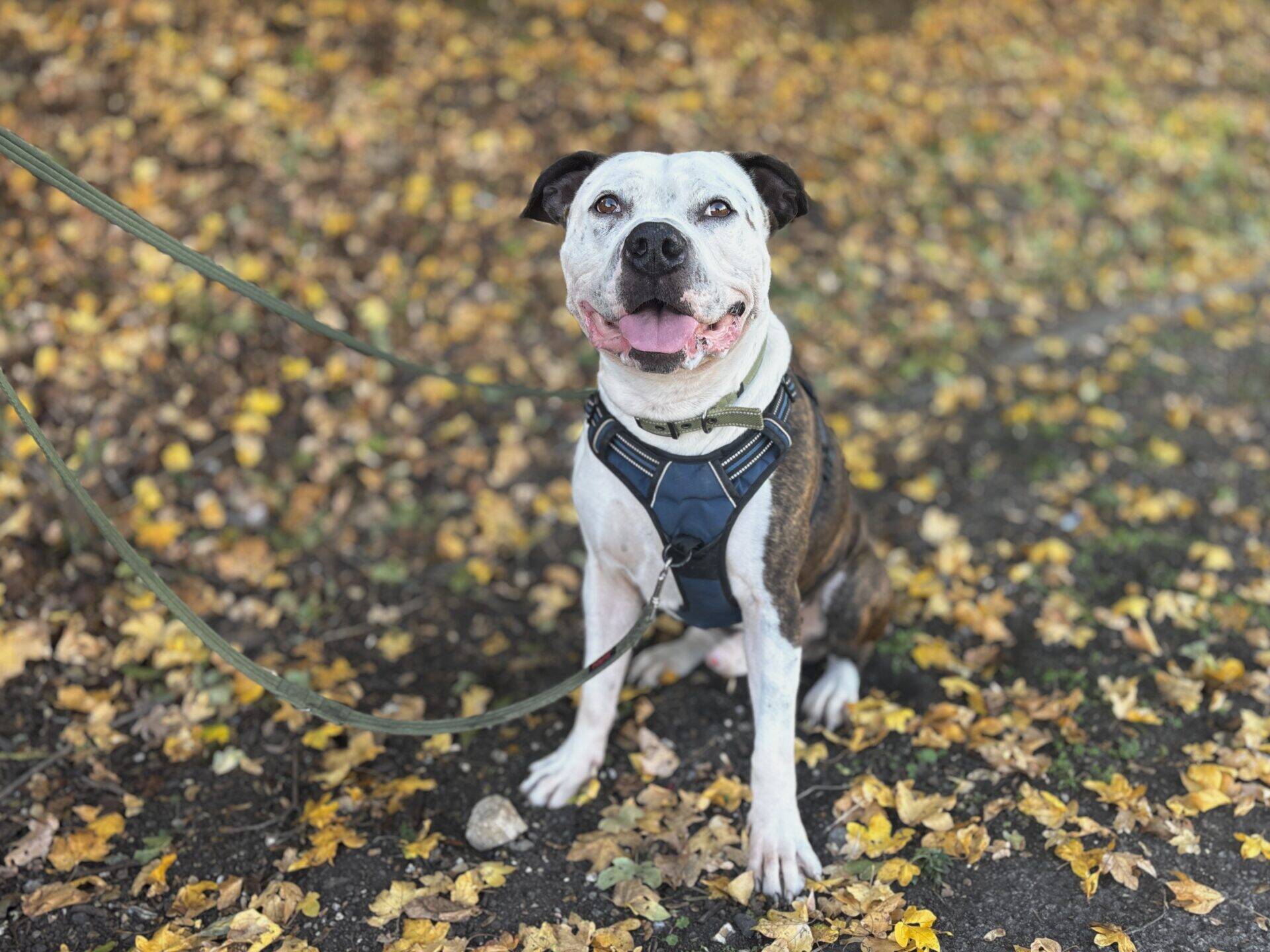 A happy white and brown staffy dog wearing a blue harness and a lead, sitting on the ground covered with autumn leaves.