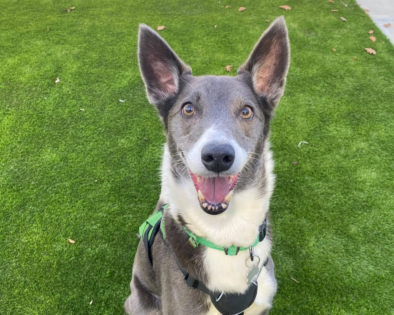 A grey and white collie lurcher cross with pointed ears and a green harness looks up at the camera whilst sitting on grass.
