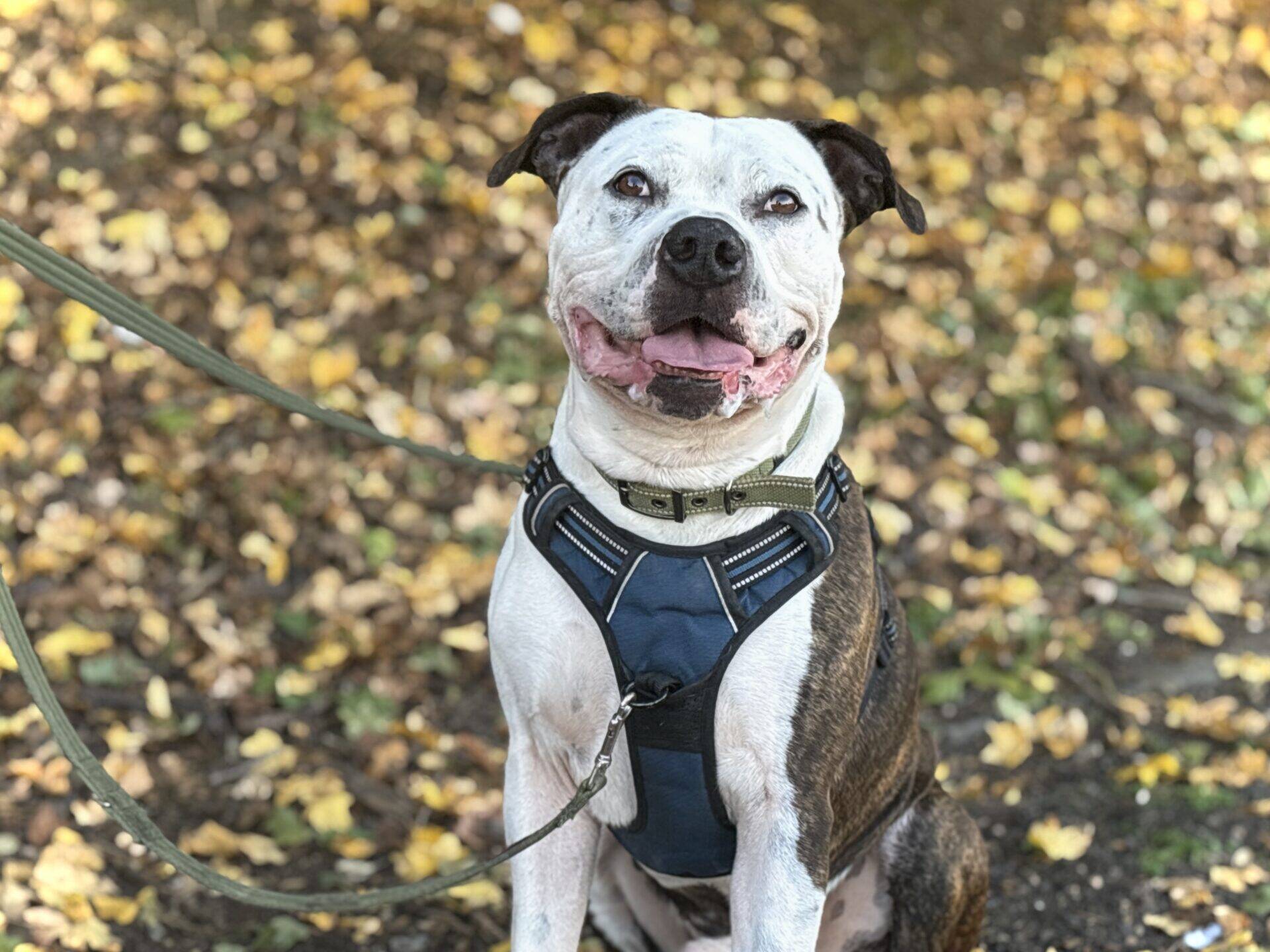 A white and brown staffy cross wearing a blue harness and green collar sits on a ground covered in autumn leaves.