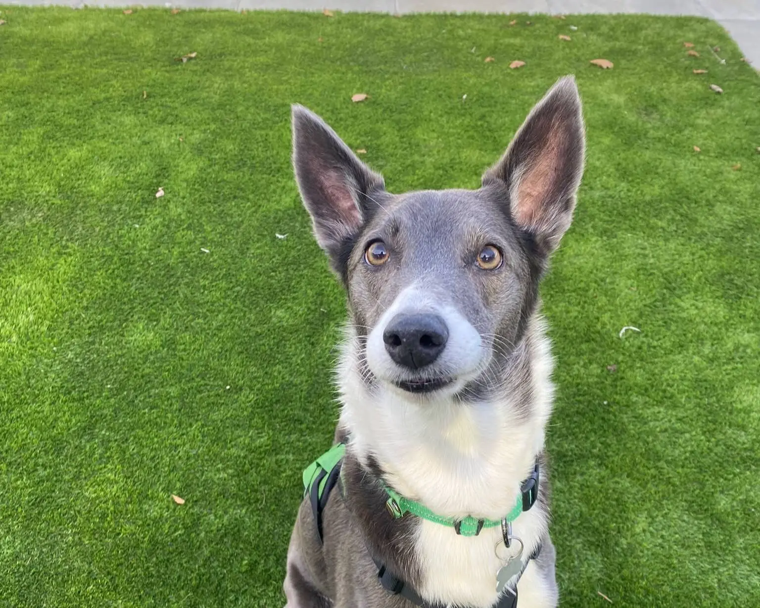 A grey and white collie lurcher cross with pointed ears looks upwards whilst wearing a green harness on a grassy lawn.