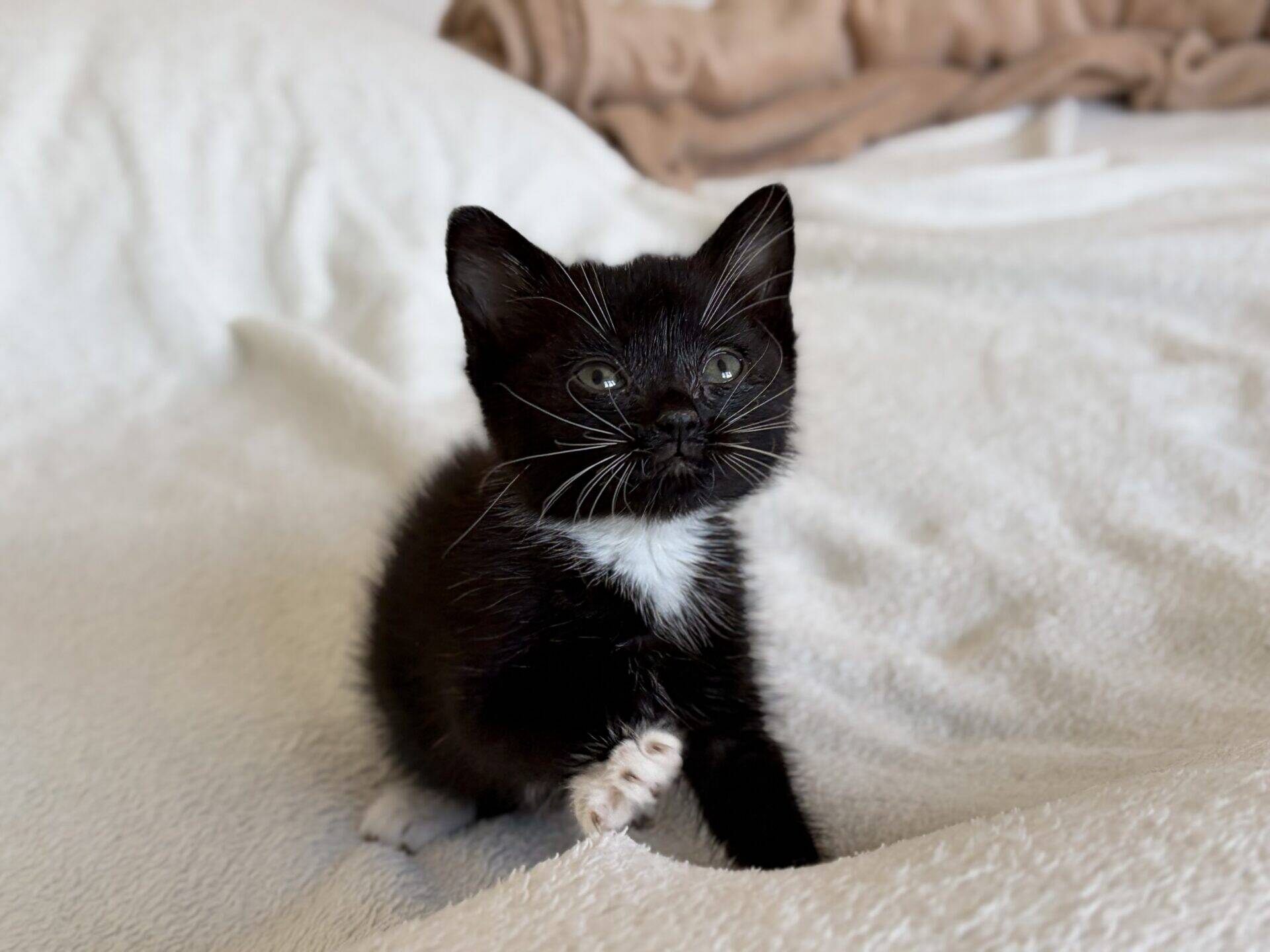 A small black kitten with a white chest and white paws sitting on a textured white blanket.