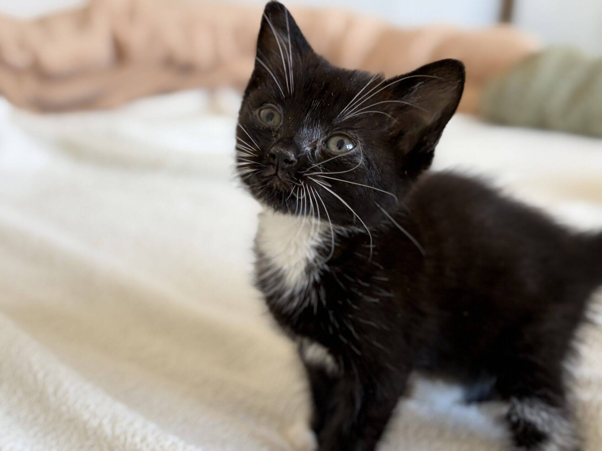 A small black kitten with a white chest and long white whiskers looking up.