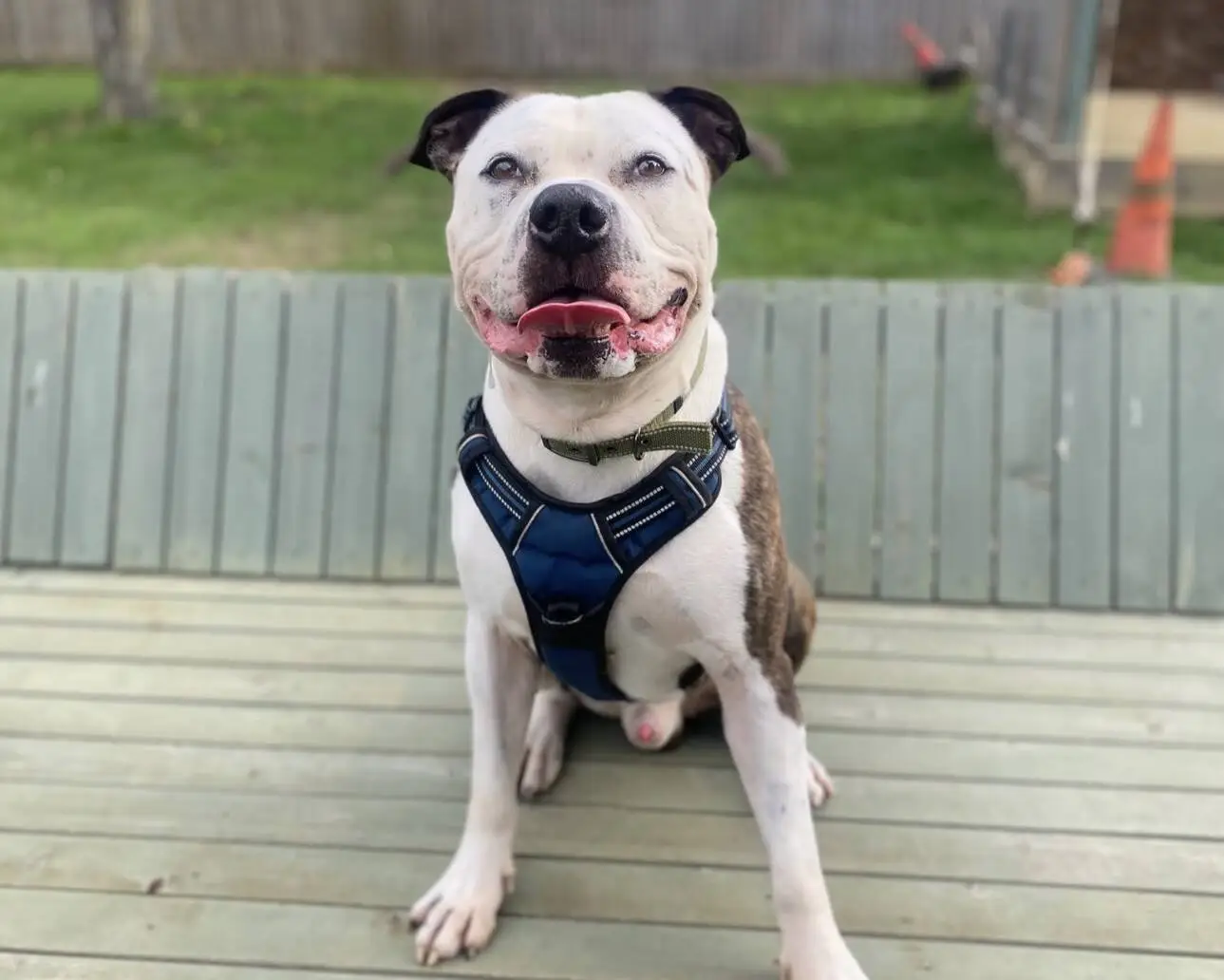 A white and brindle staffy cross wearing a blue harness sits on a wooden decking with its tongue hanging out.