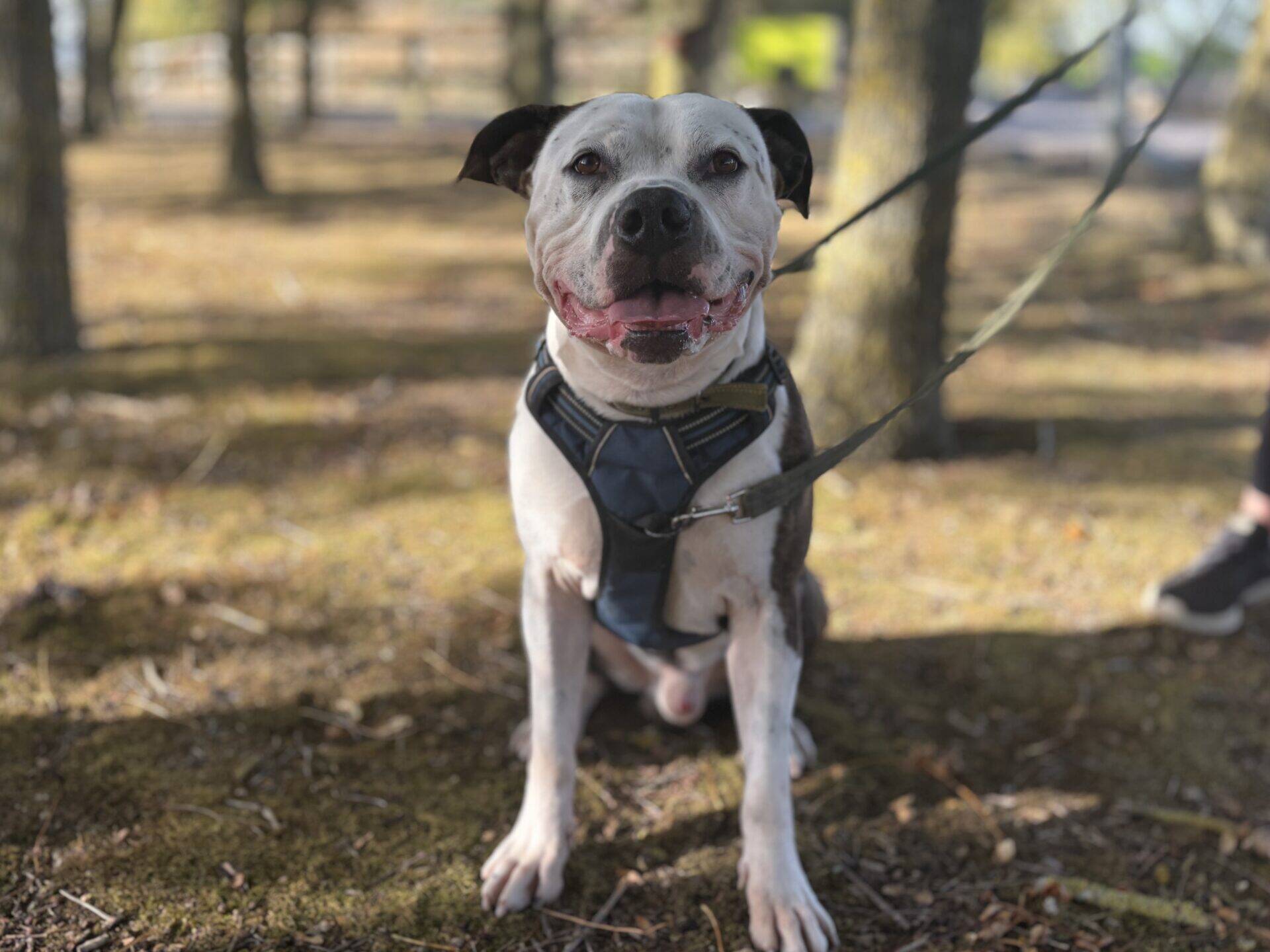 A white and brown dog with a harness and lead sits in a park.