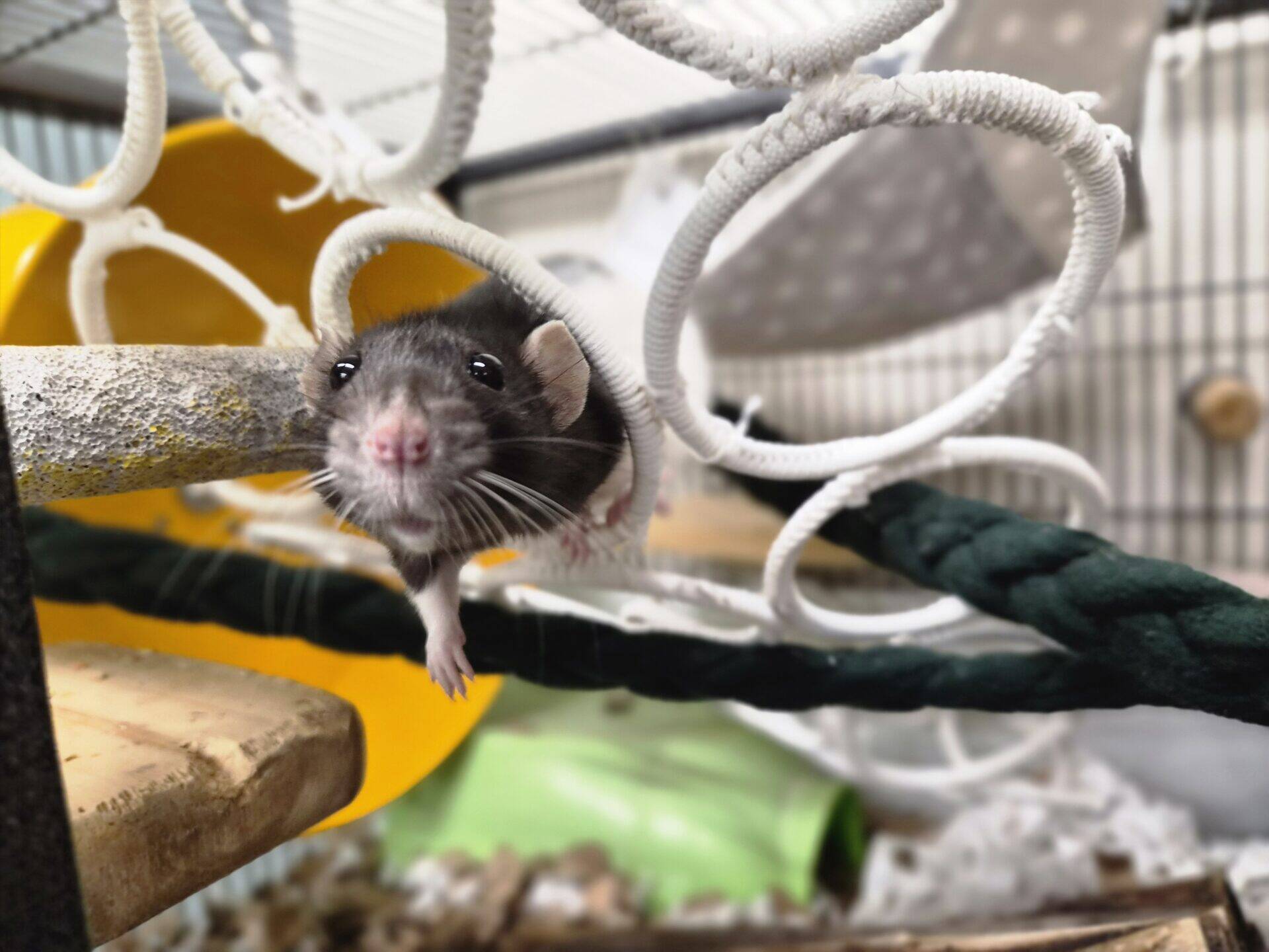 A dark-furred pet rat peers through a white rope play tunnel in its cage.