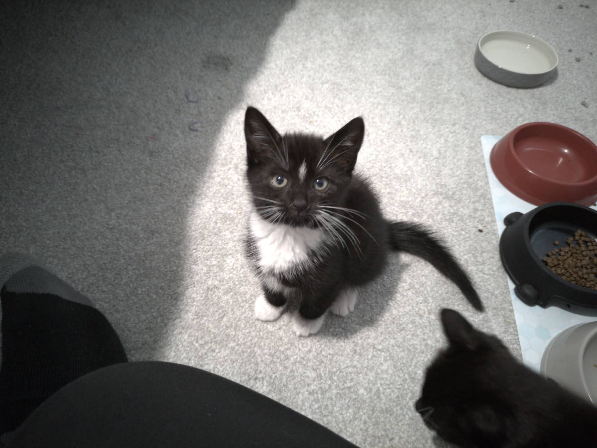A black and white kitten sitting on a carpeted floor, looking up at the camera.
