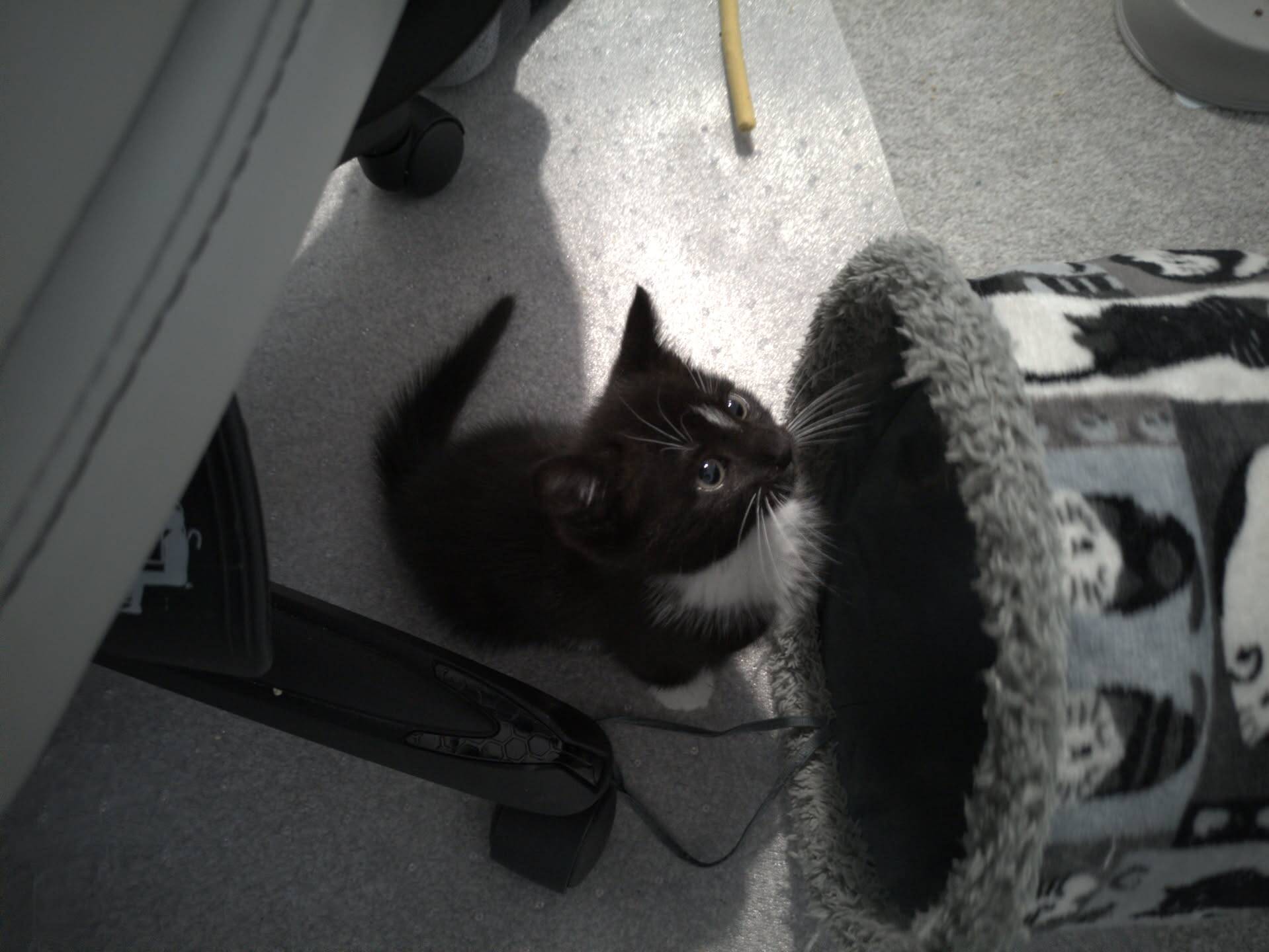 A black and white kitten sitting on a grey carpet, looking up at a pet tunnel.