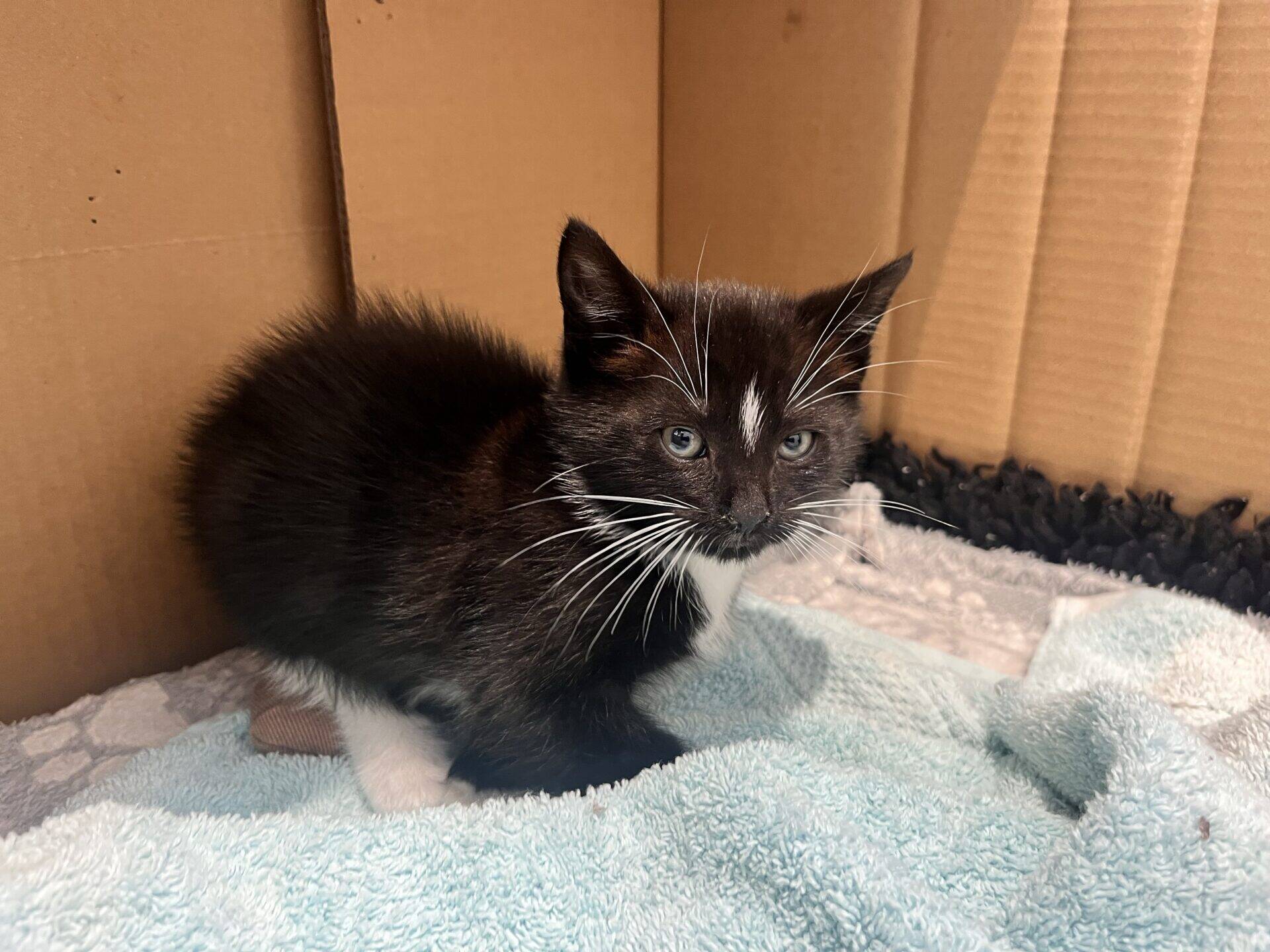 A small black kitten with a white patch on its forehead and white whiskers sits on a light blue towel inside a cardboard box.