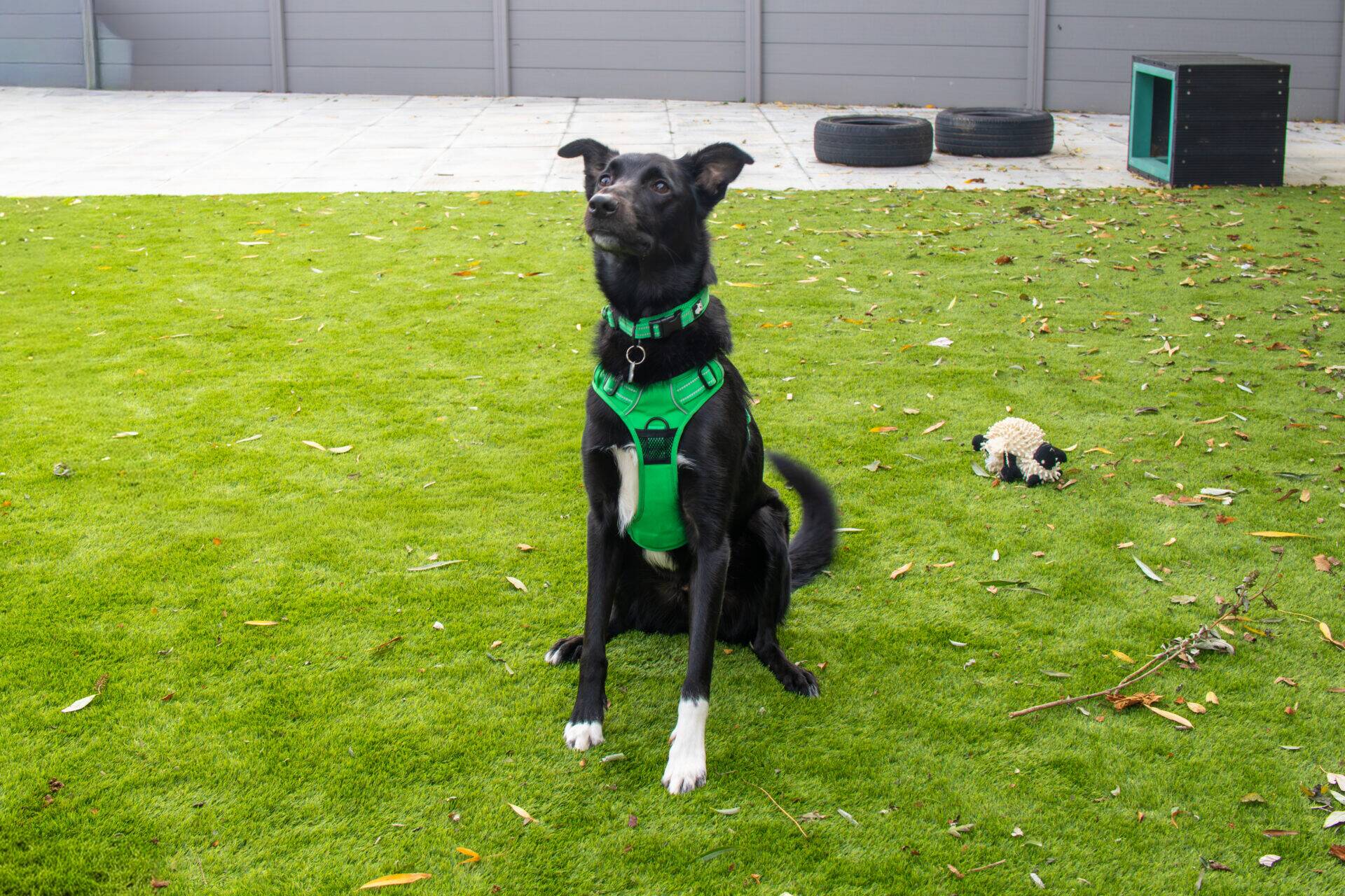 Black dog with white paws wearing a bright green harness sits on a green lawn looking upwards.