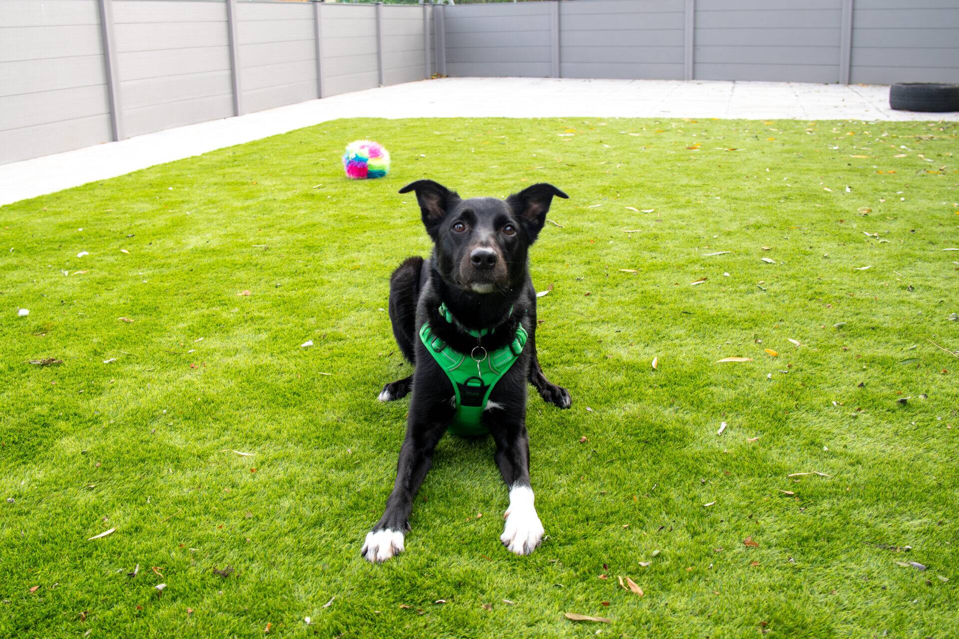 A black dog with white paws and a green harness lying on a green lawn with a colourful ball nearby.
