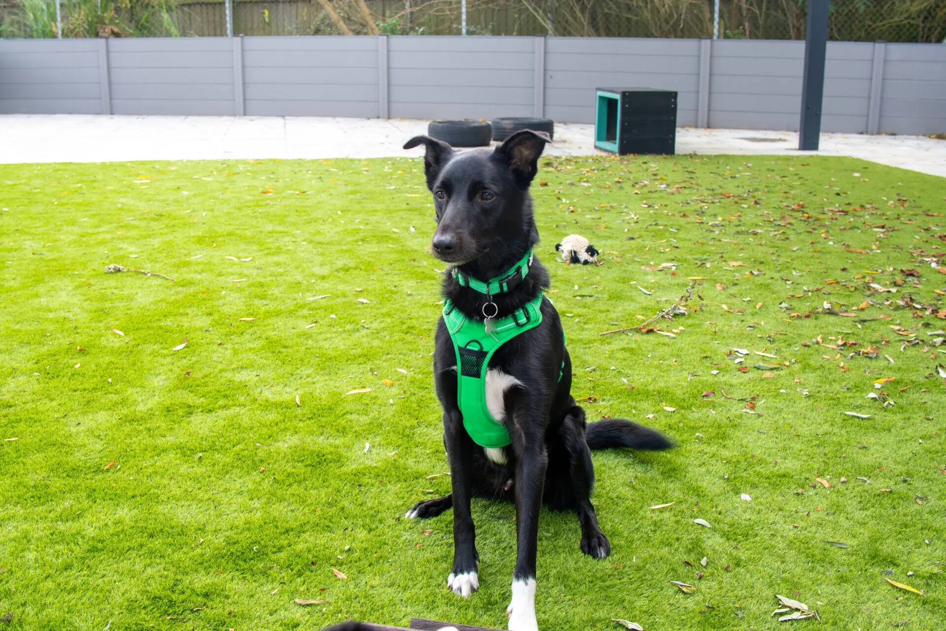 A black dog with white paws and a chest marking sits on a grassy garden wearing a bright green harness.