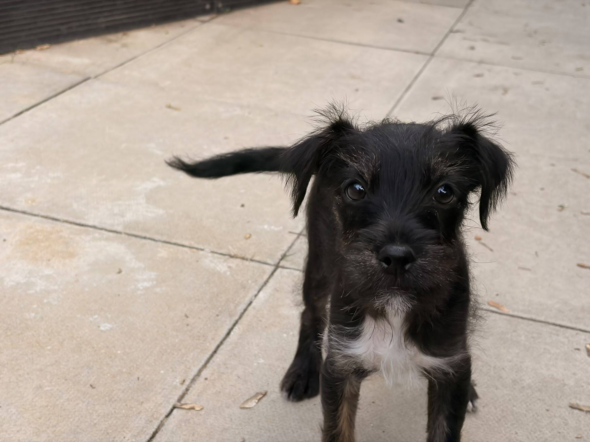 A small, black, wire-haired puppy with a white chest patch standing on a patio.