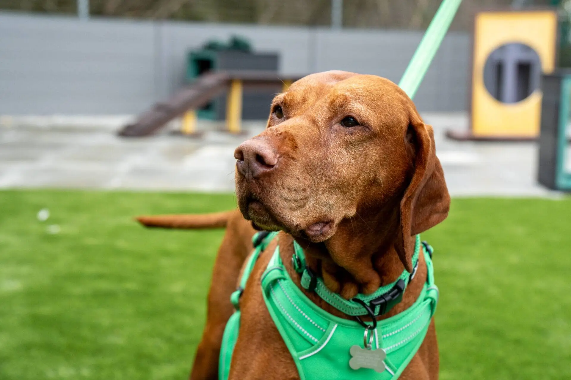 Marley, a 12 years old female Hungarian Vizsla available for adoption from Woodgreen in Cambridgeshire