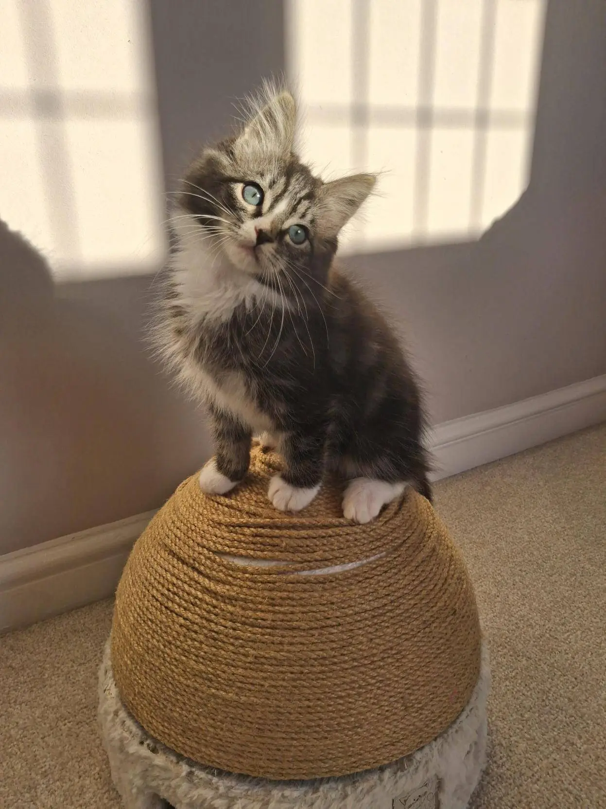 A fluffy grey and white kitten with blue eyes sits on a round, rope-covered stool, looking up with its head tilted. Sunlight and window shadows fall on the wall behind.