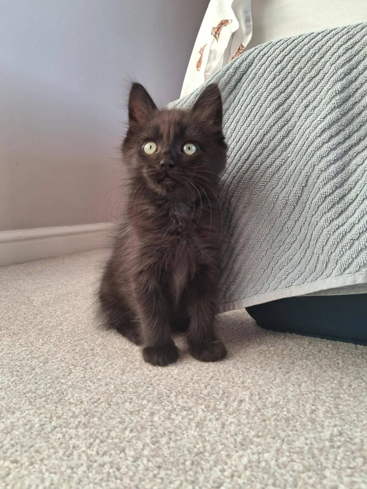 A fluffy black kitten with bright green eyes sits on a light carpet next to a bed with a textured blue-grey blanket draped over the side.