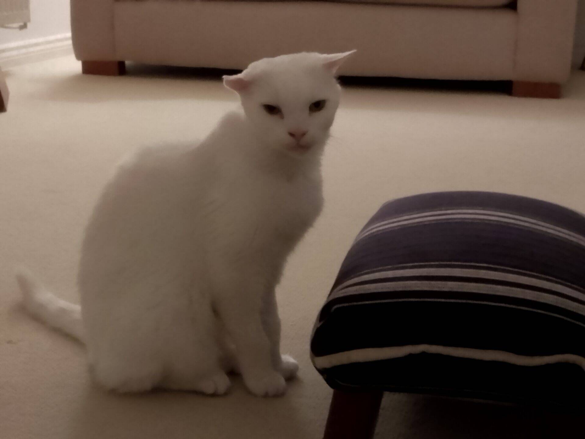 A white cat with flattened ears sits on a carpet next to a small, striped stool.