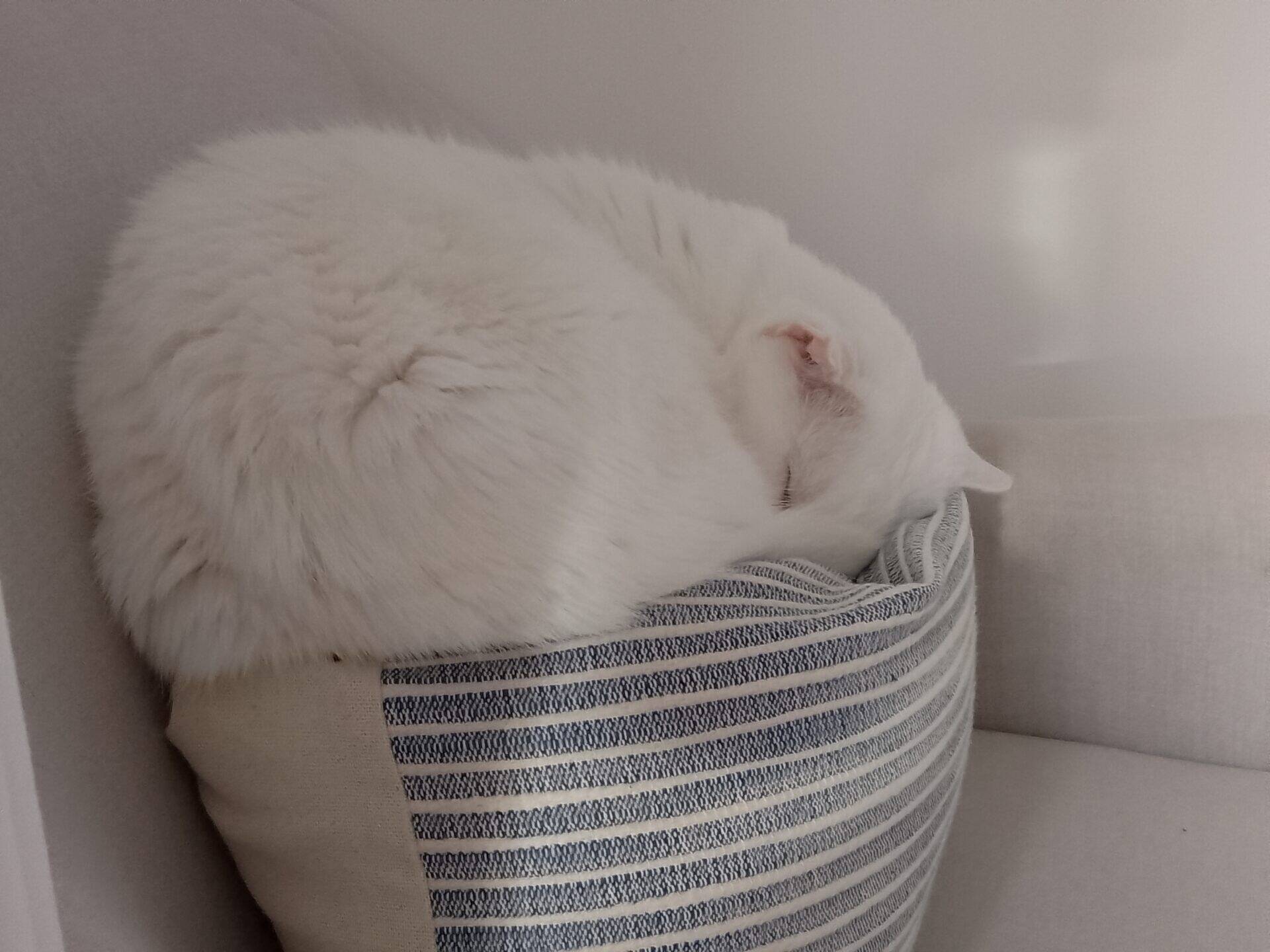 A fluffy white cat curled into a ball, sleeping in a striped pet bed.