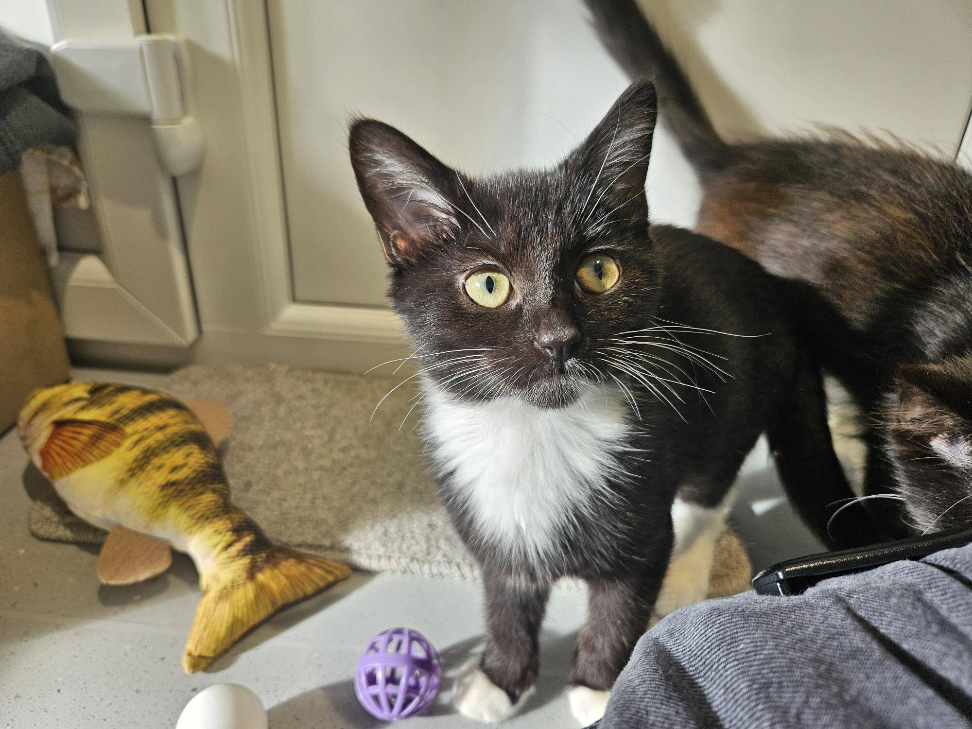 A black kitten with a white chest and paws looks towards the camera, standing near a fish-shaped cat toy and a purple plastic ball.