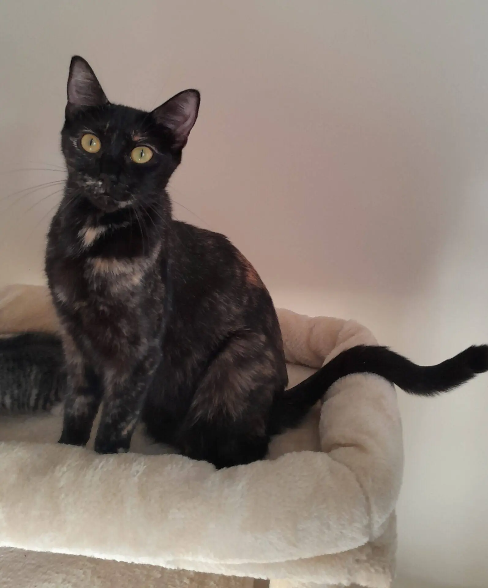 A tortoiseshell cat sitting on a plush cream-coloured cat tree perch, looking directly at the camera.