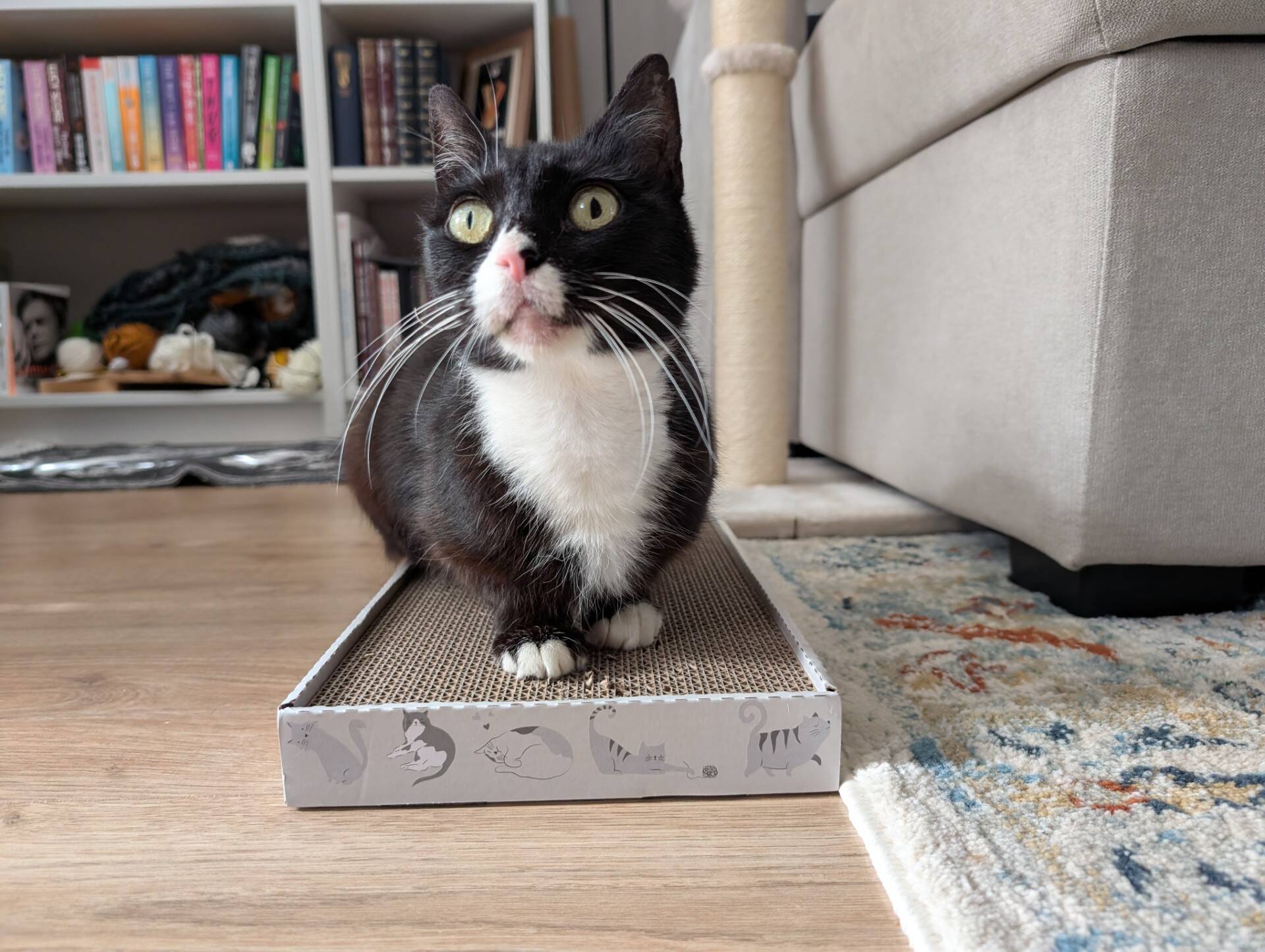 A black and white cat sits on a cardboard scratcher near a beige sofa. Bookcases and a cat tree are in the background, with sunlight streaming into the cosy room.