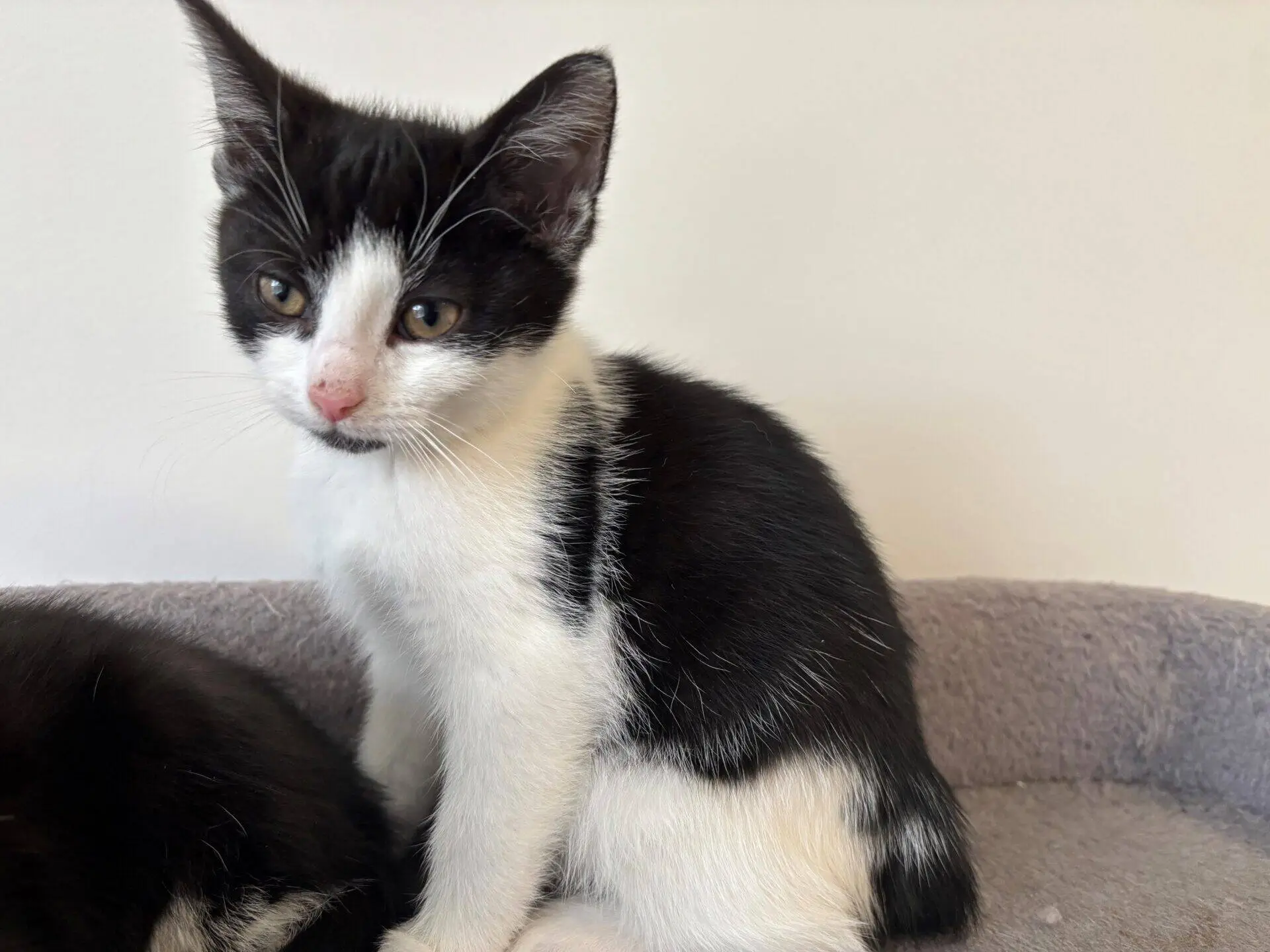 A black and white kitten sitting on a grey surface.